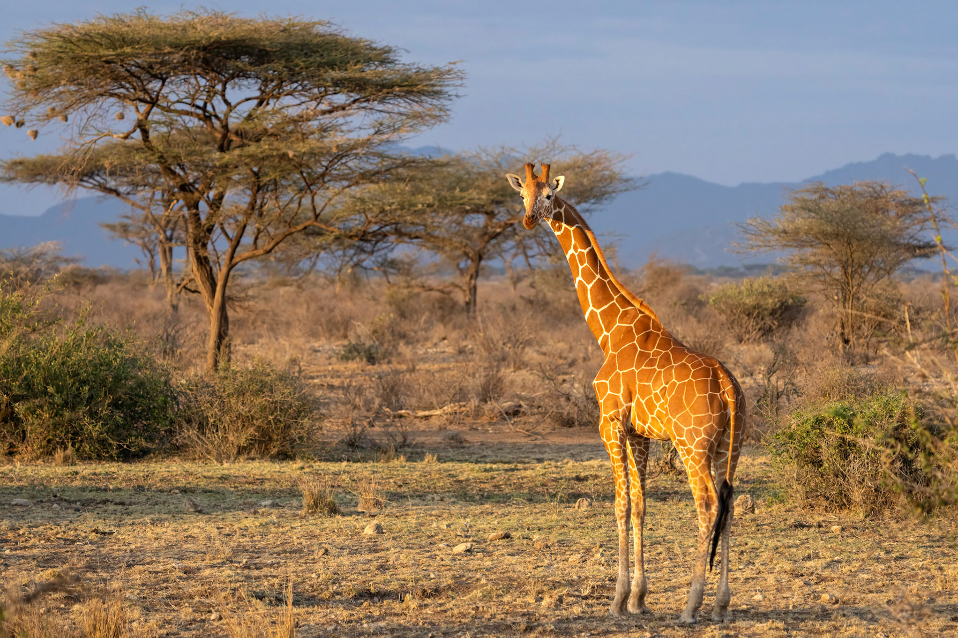 Samburu Light