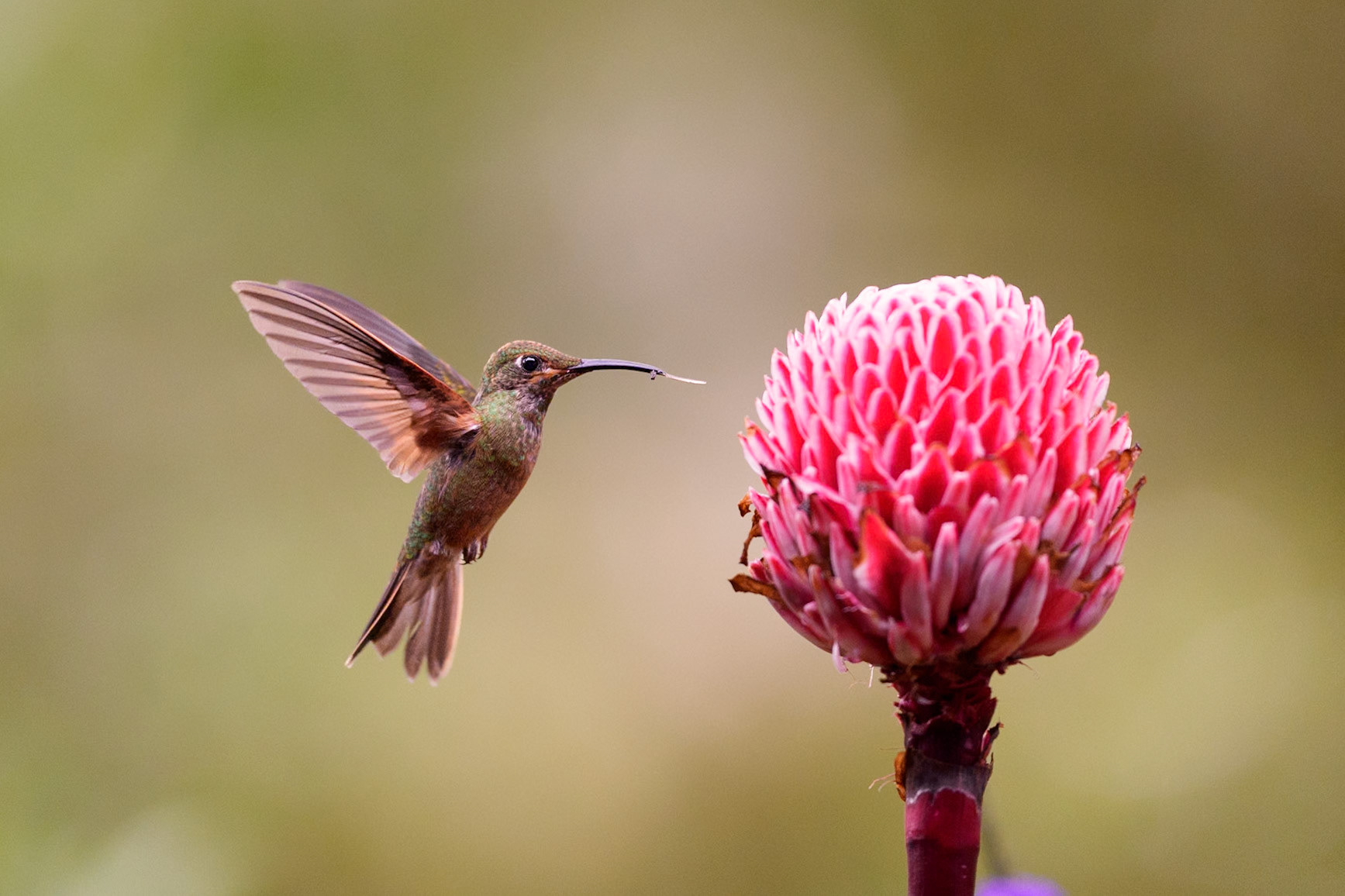 Pink-throated Brilliant