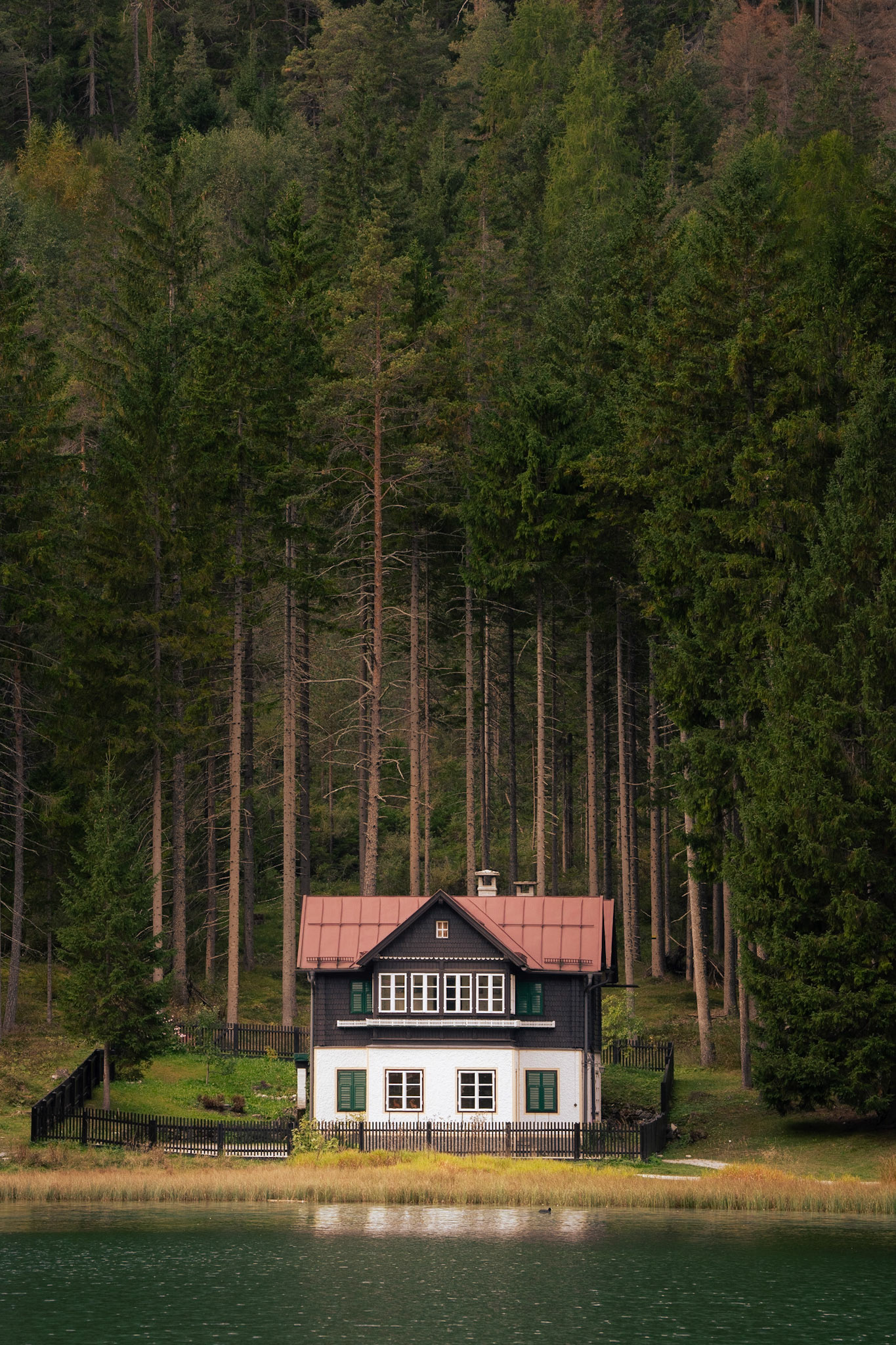 The Forest House