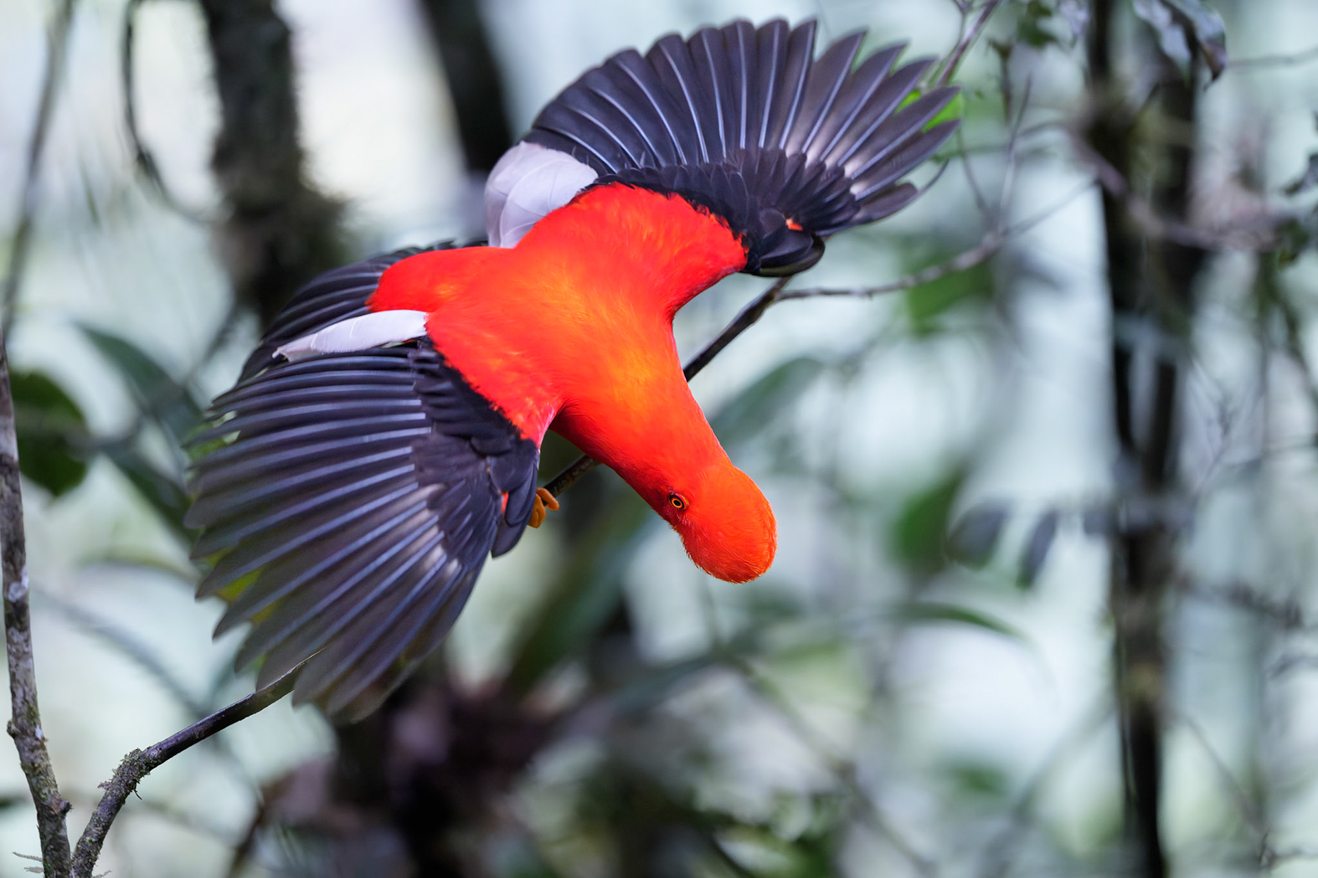 Andean Cock of the Rock