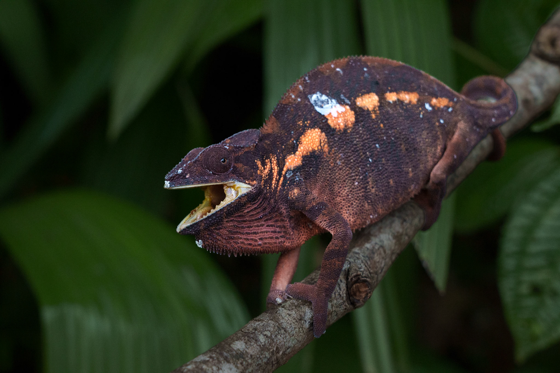 Female Panther Chameleon