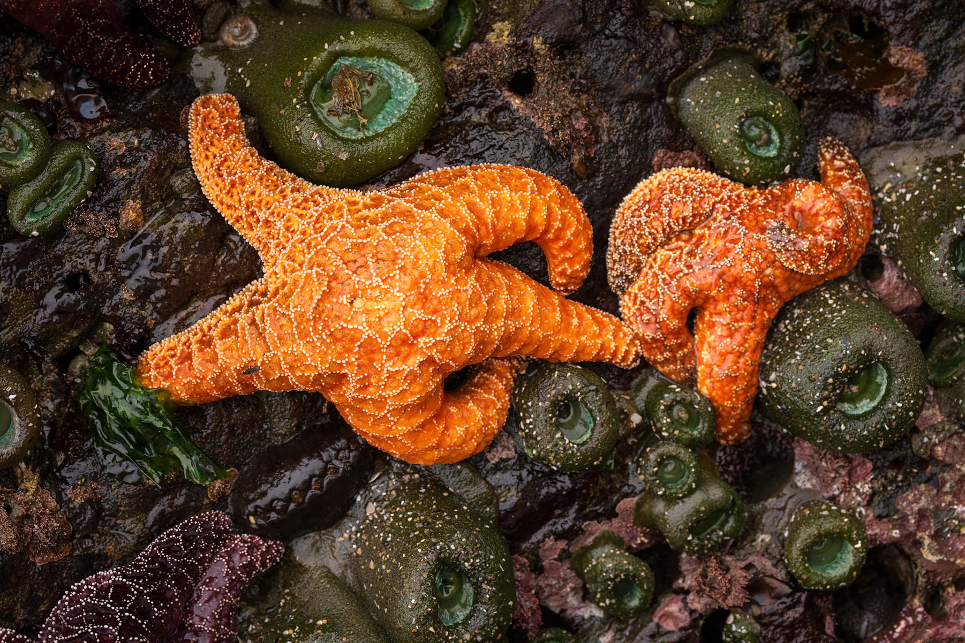 Intertidal Texture