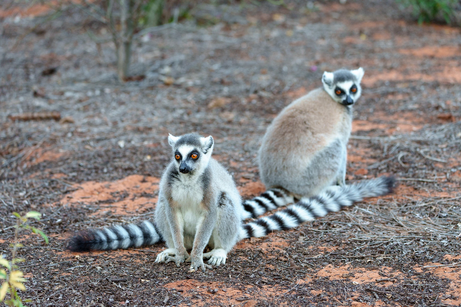 Ring-tailed lemur