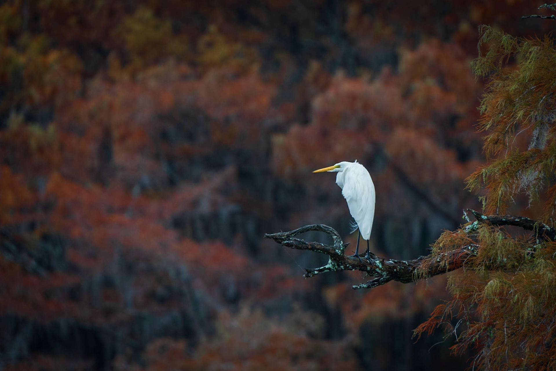 Egret at Peace