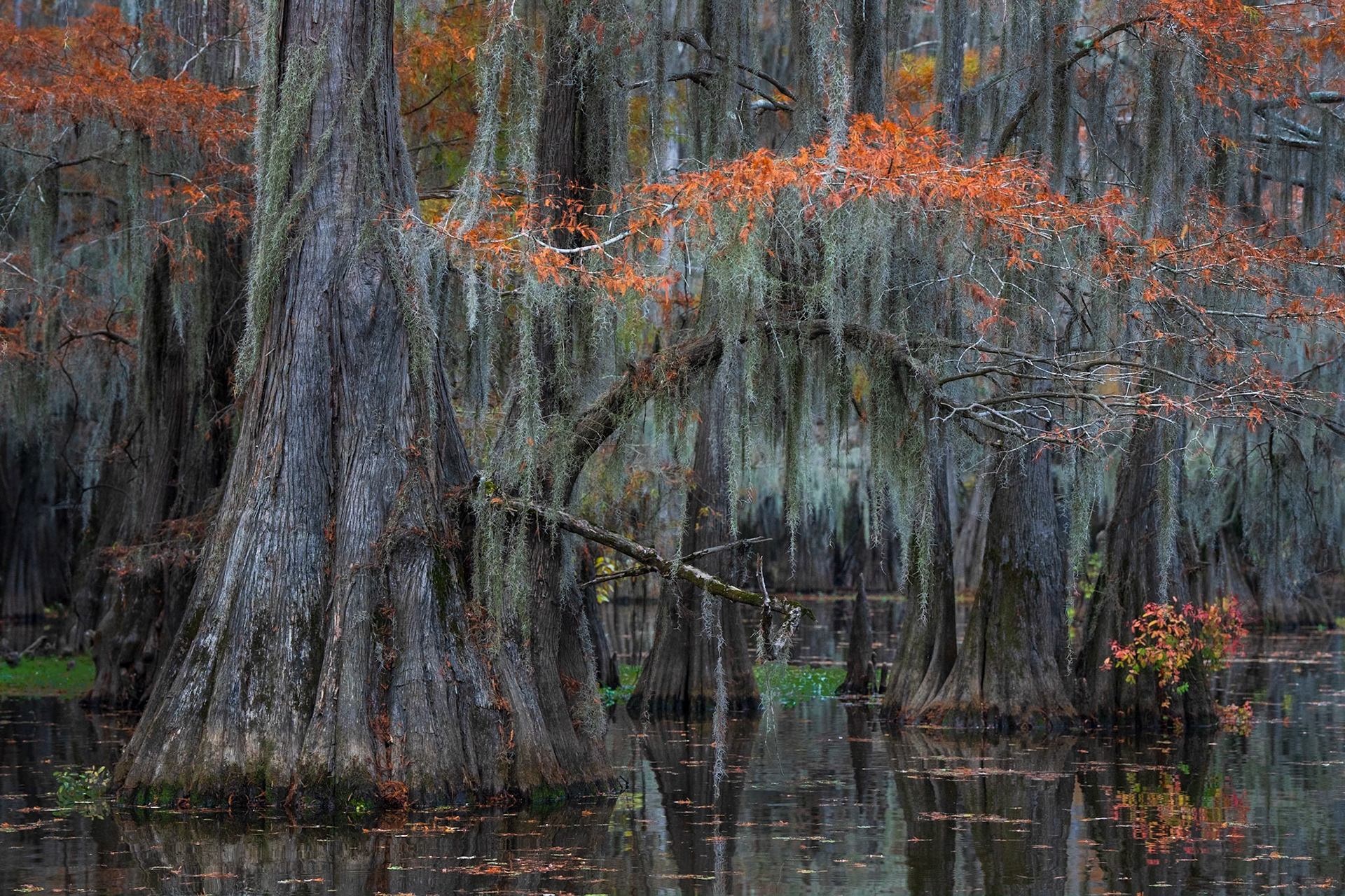 Edge of the Bayou