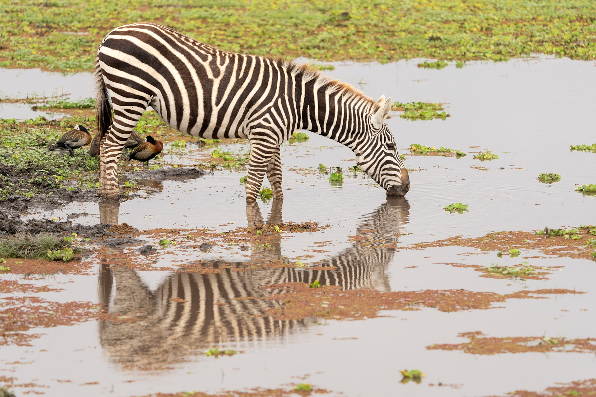 Mirror Image