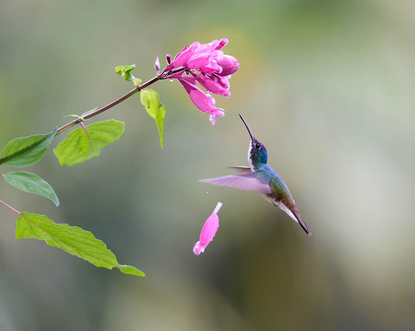 Andean Emerald