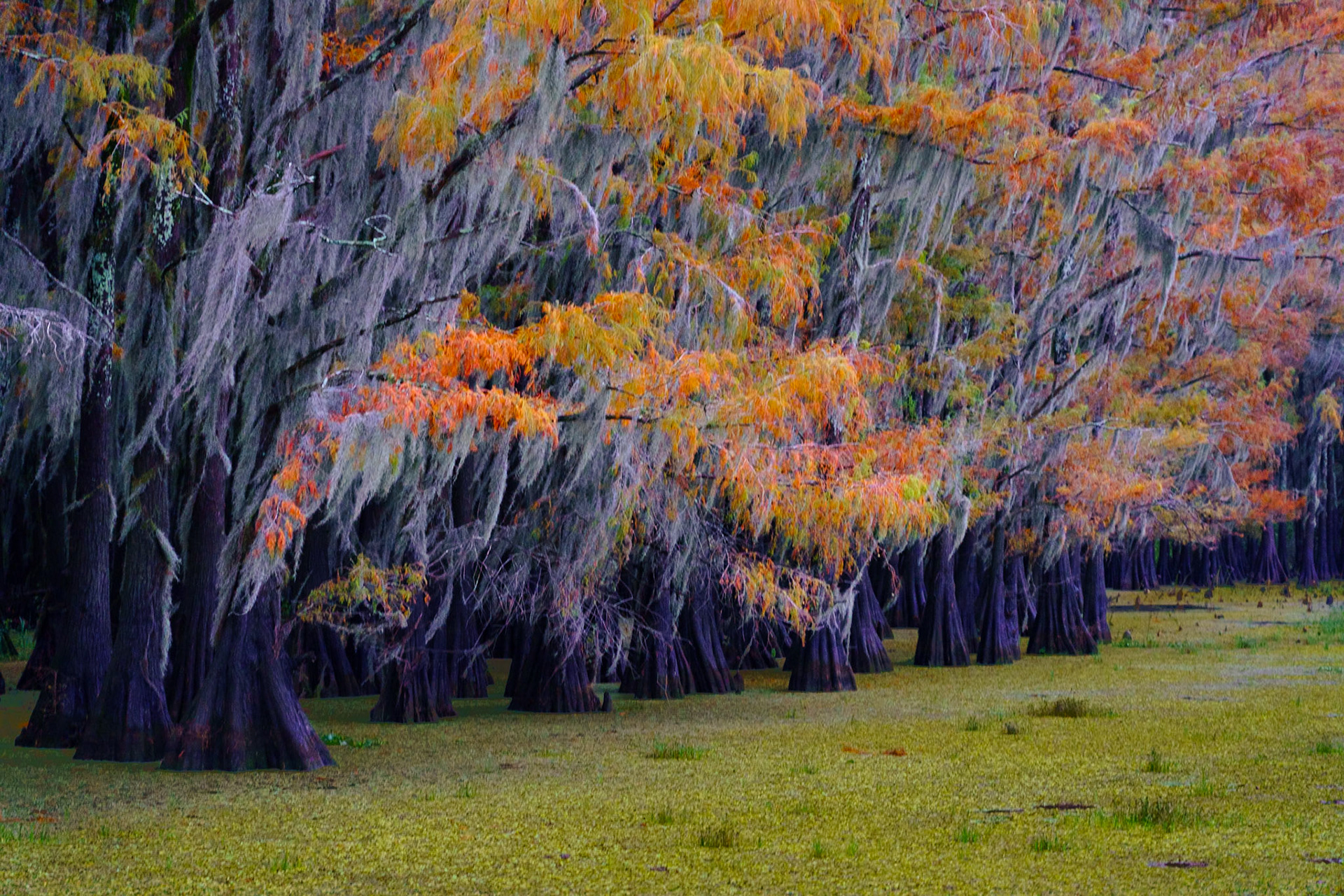 Painted Cypress