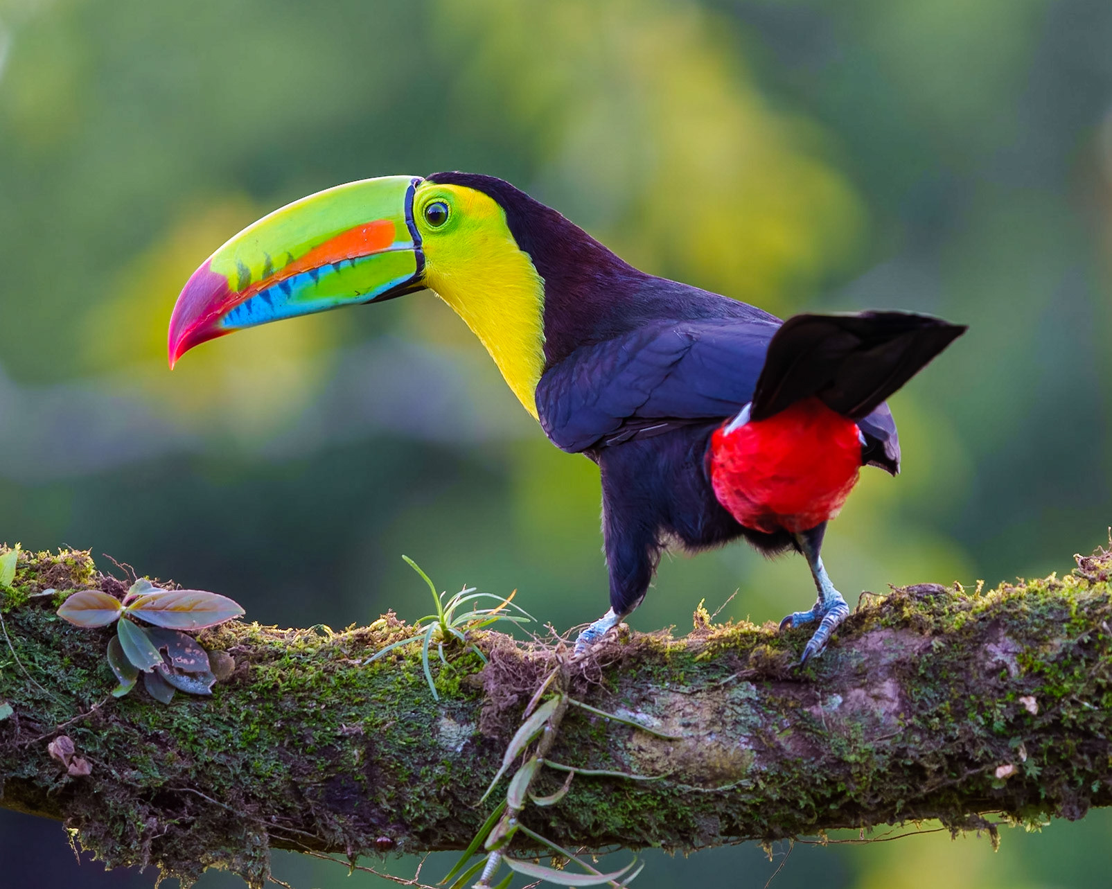 Toucan Moon