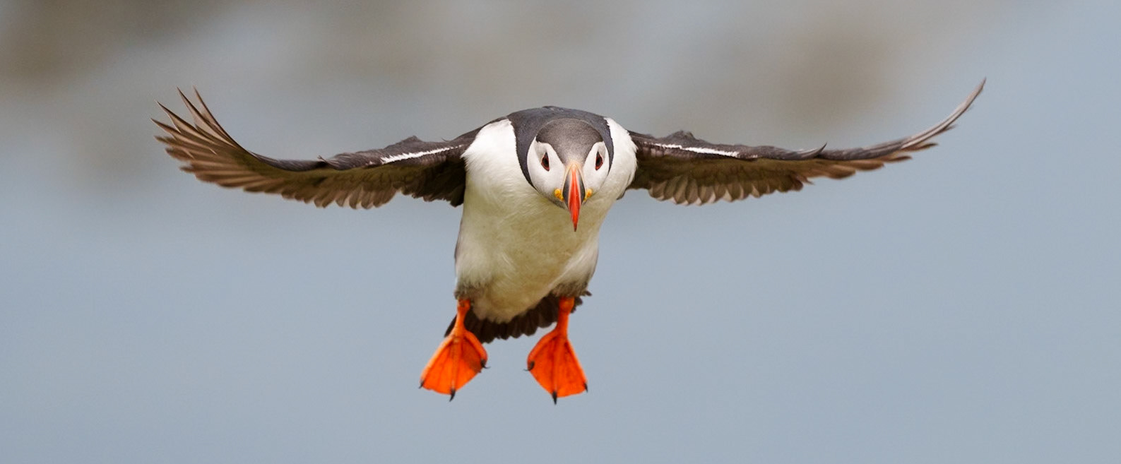 Into the Wind
