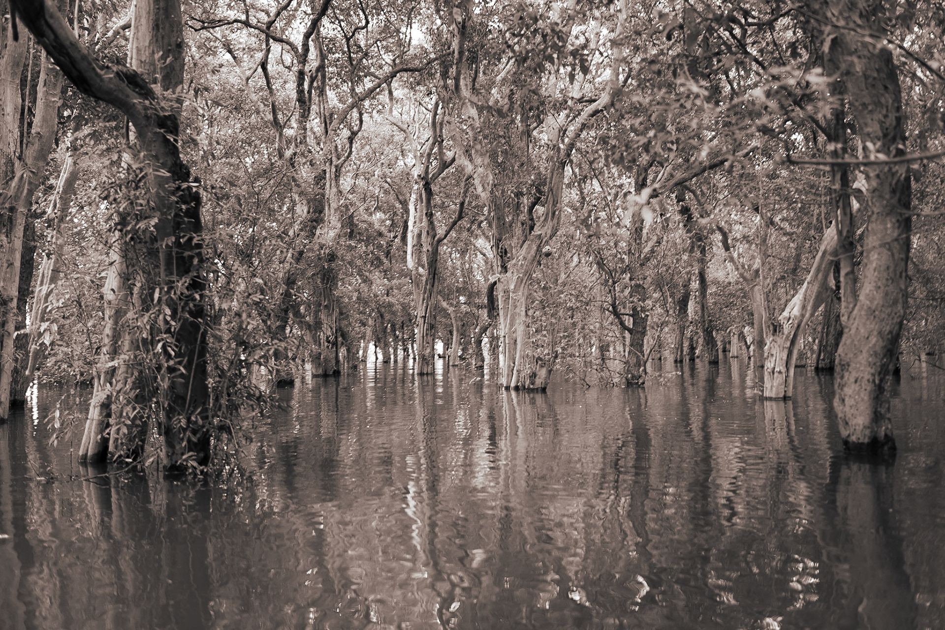 Through the Floating Forest