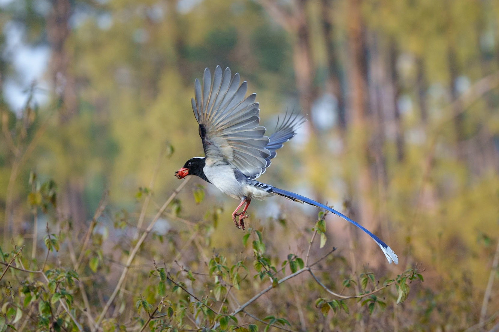 Red Billed Blue Magpie