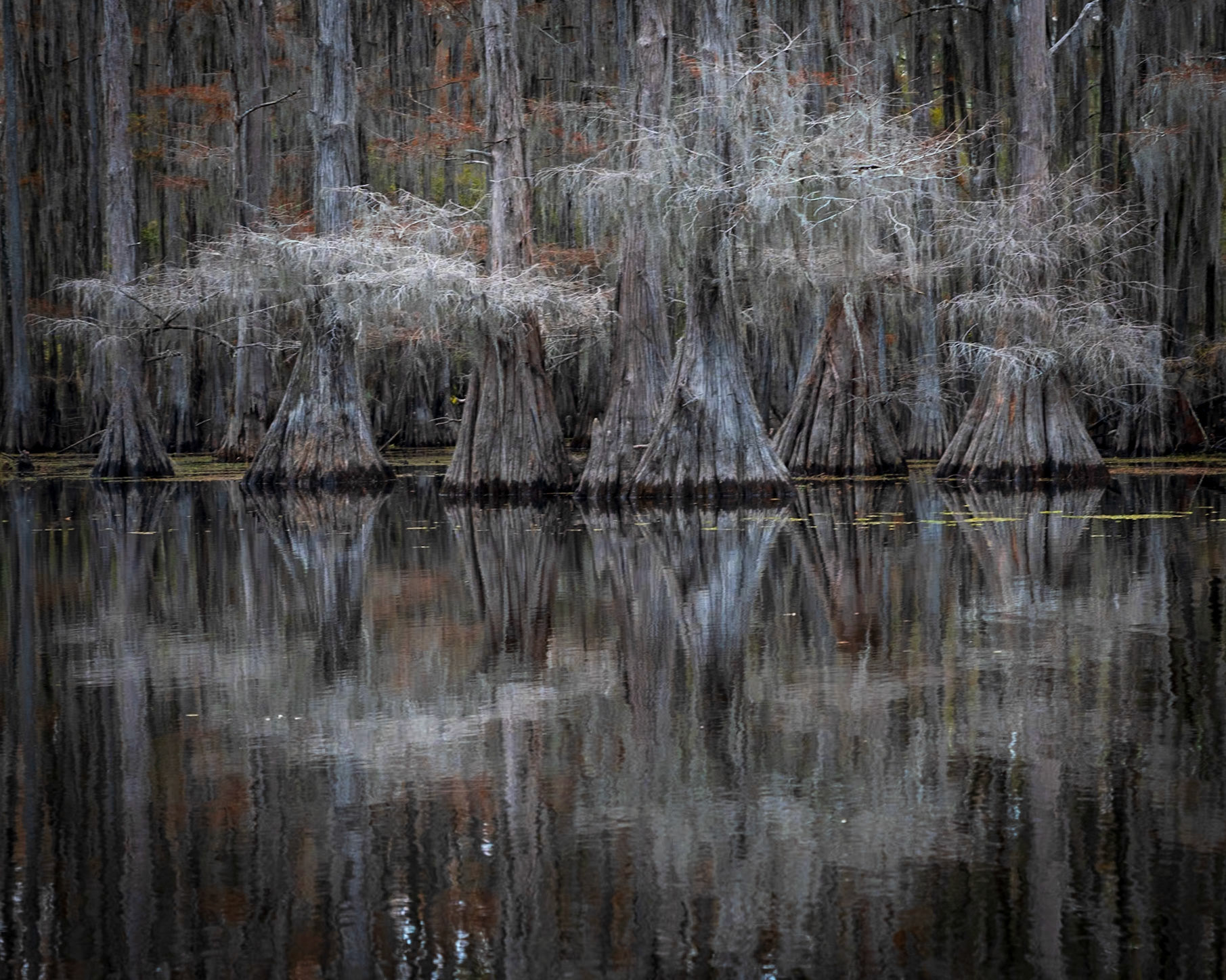 Cypress Tree Reflection
