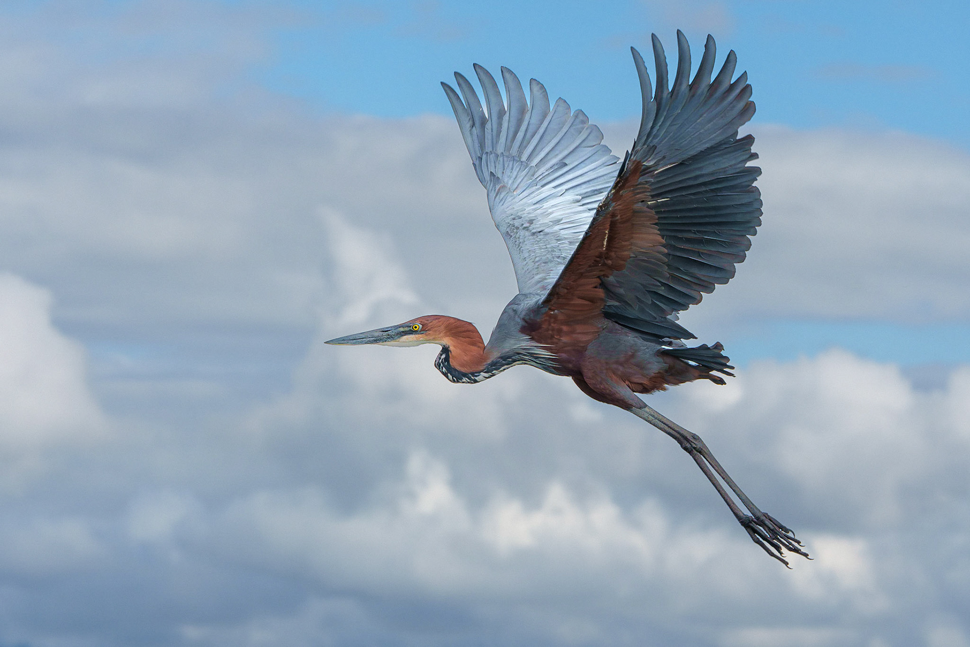 Goliath Heron