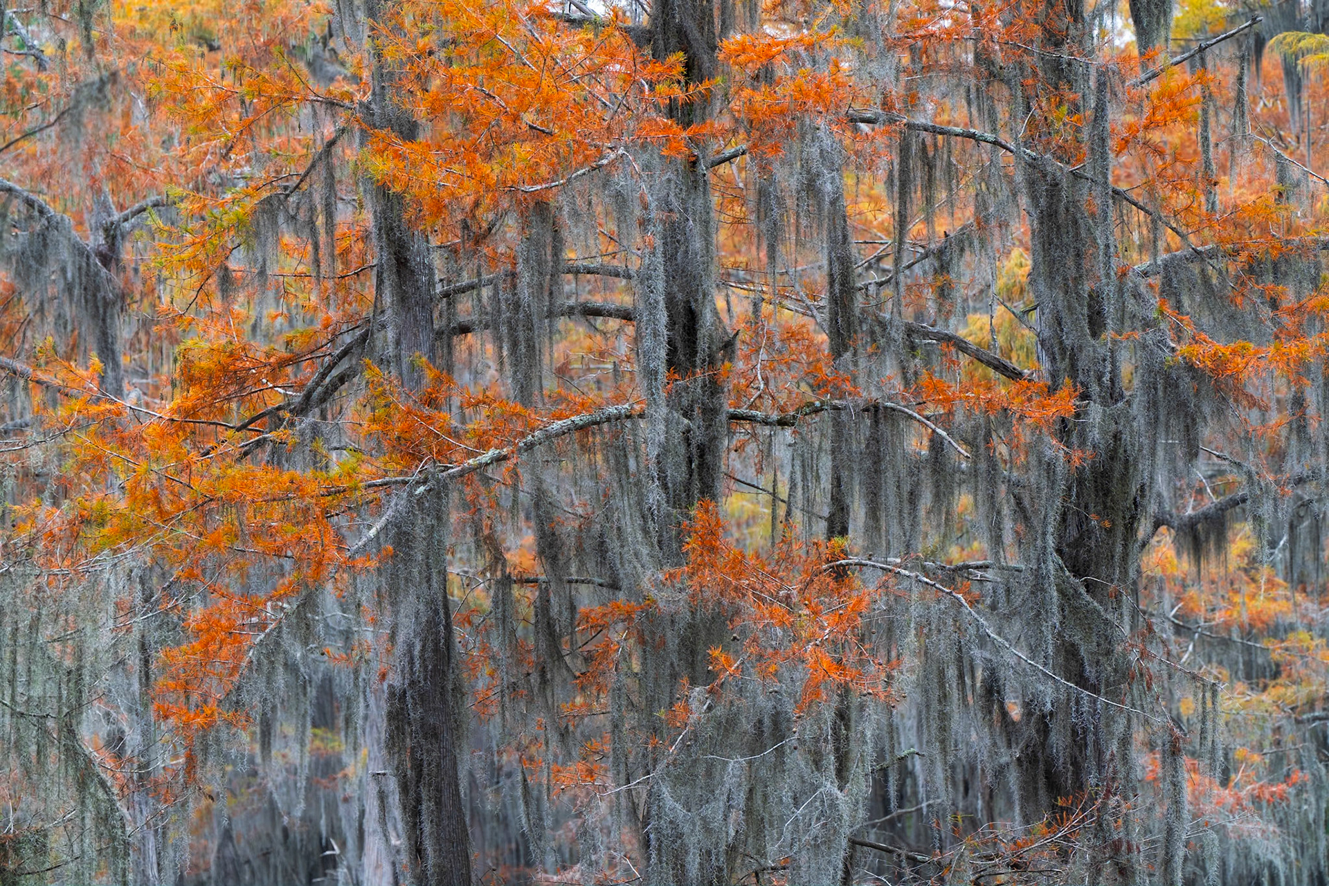 Autumn Bayou