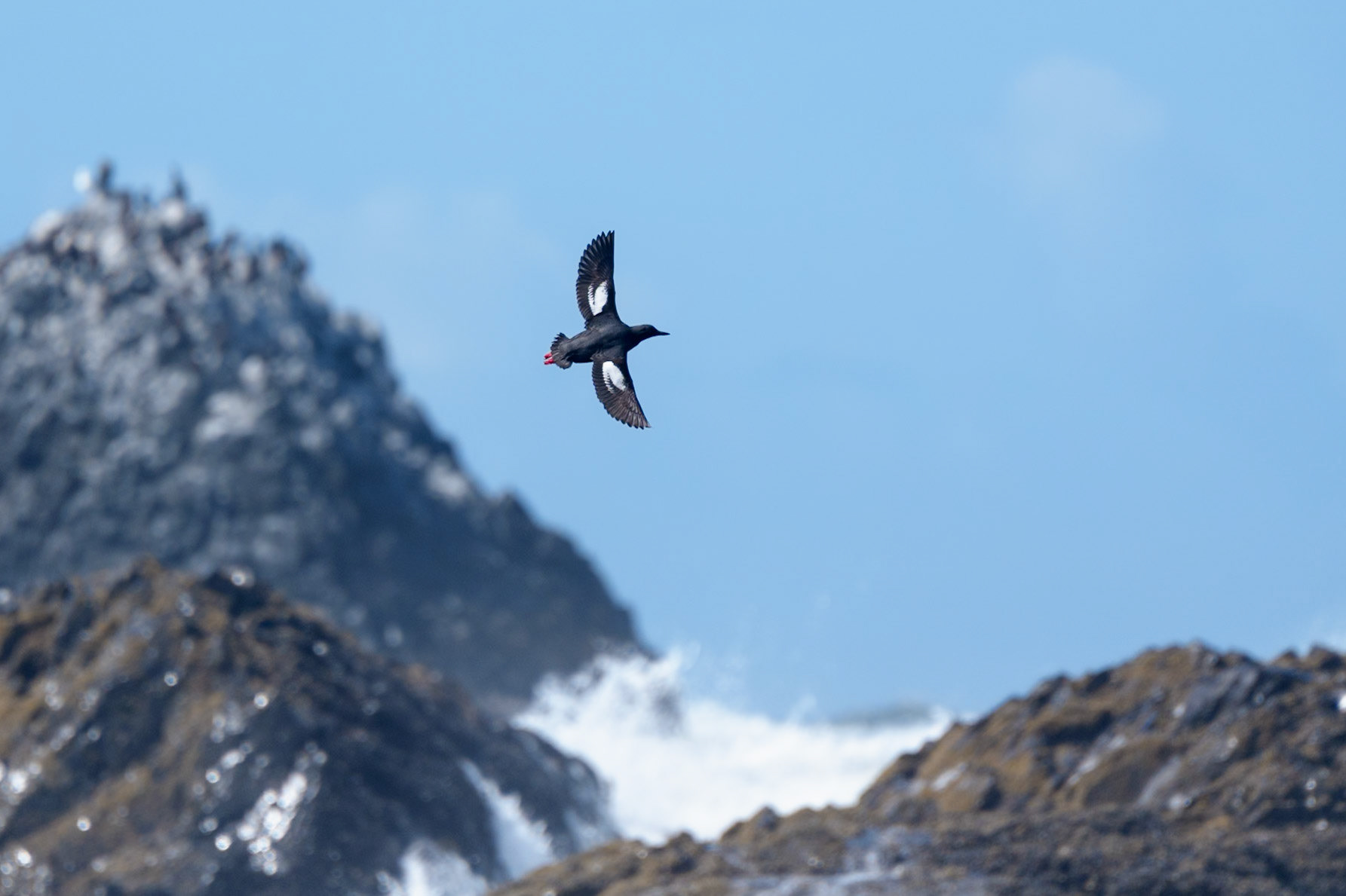 Pigeon Guillemot