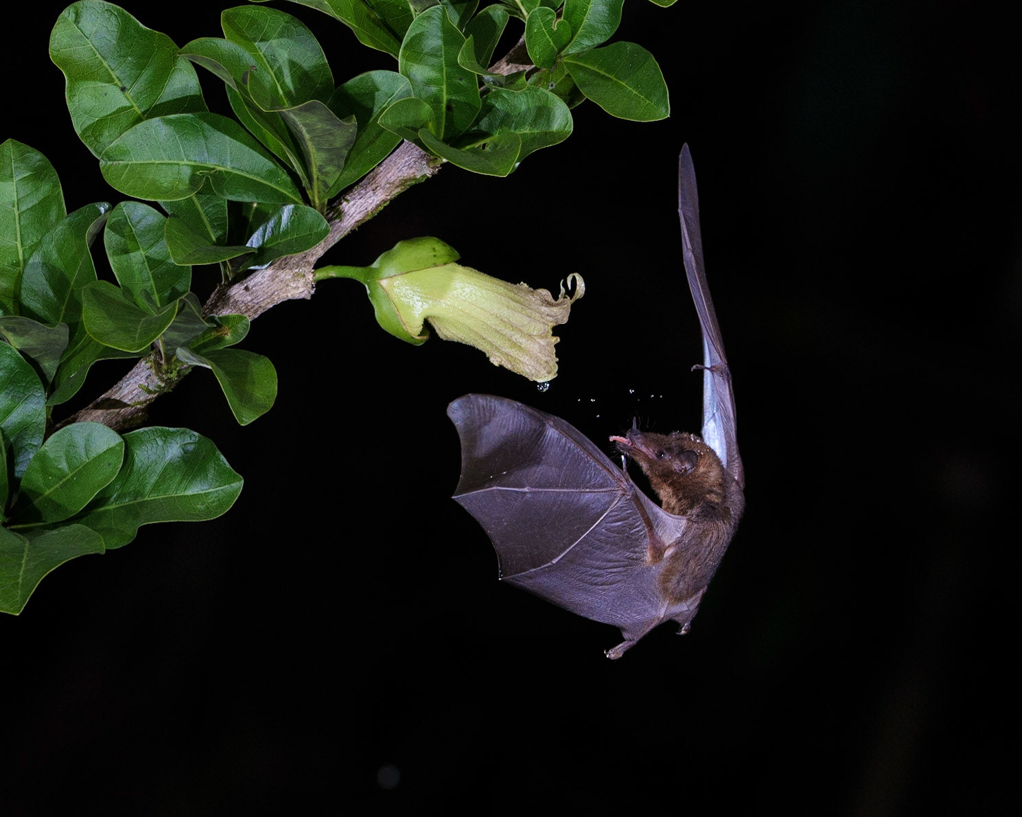 Geoffroy's tailless bat