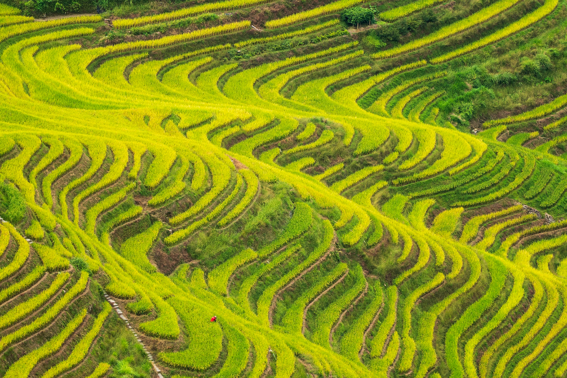 Alone in the Rice Fields