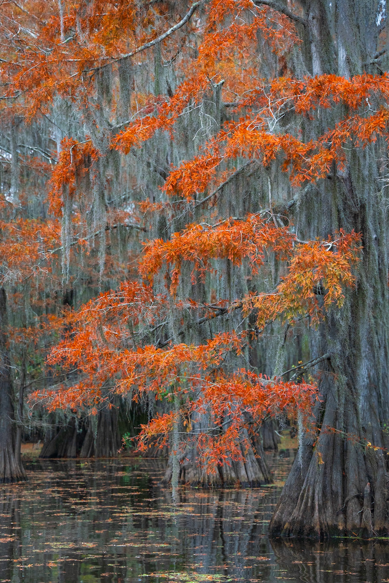 Autumn Curtain