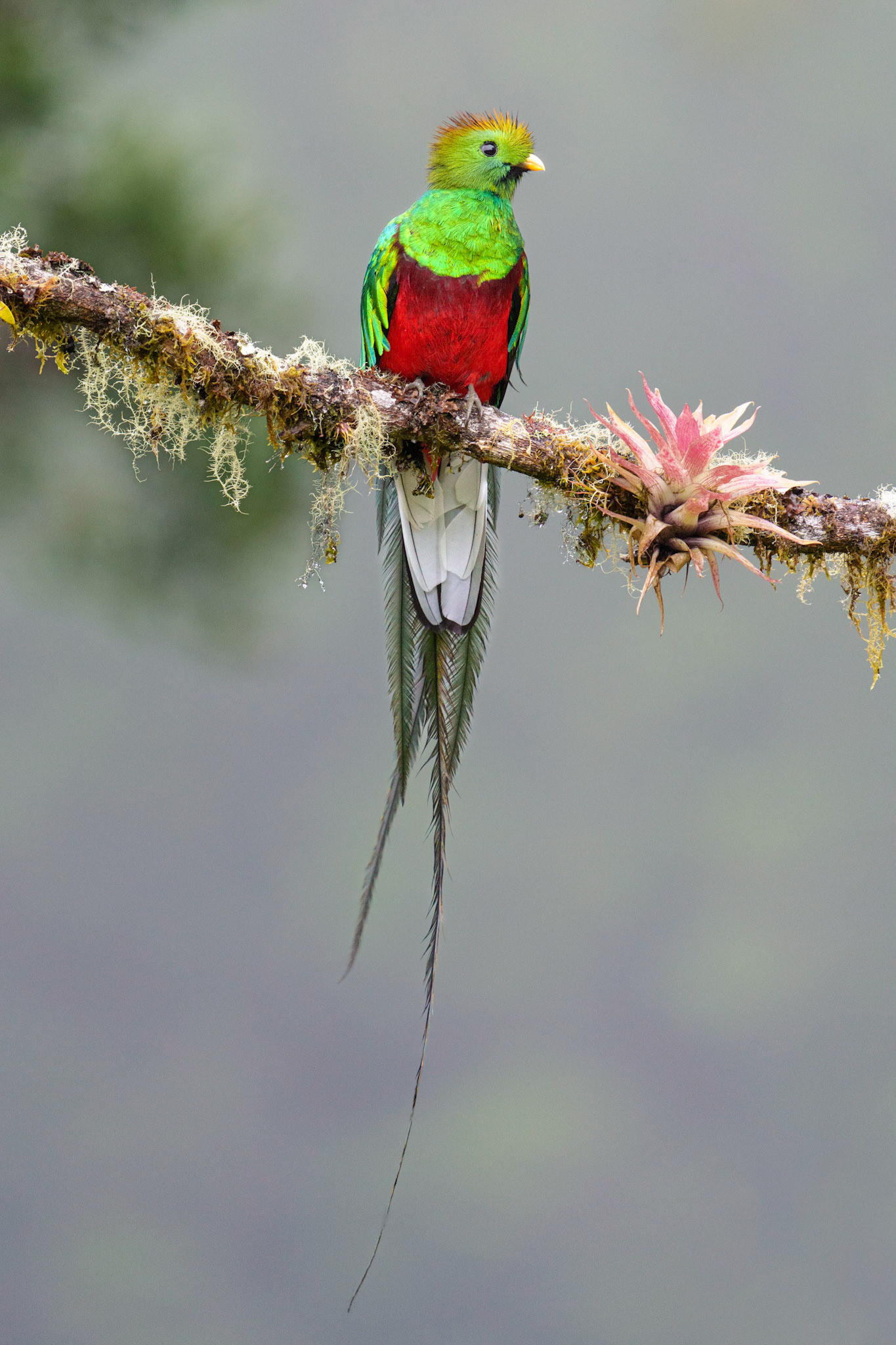 Cloud Forest Jewel