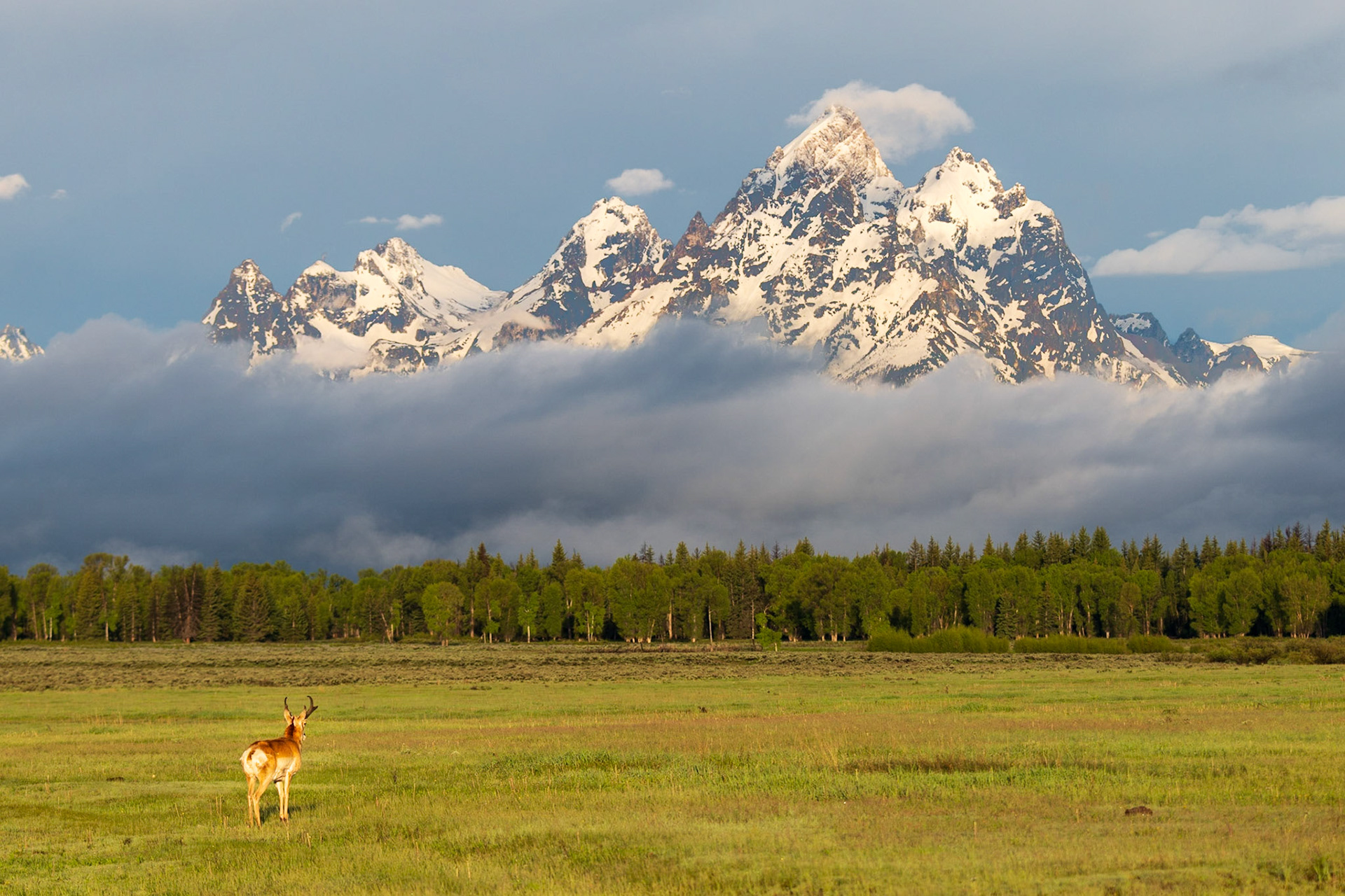 Pronghorn Contemplation