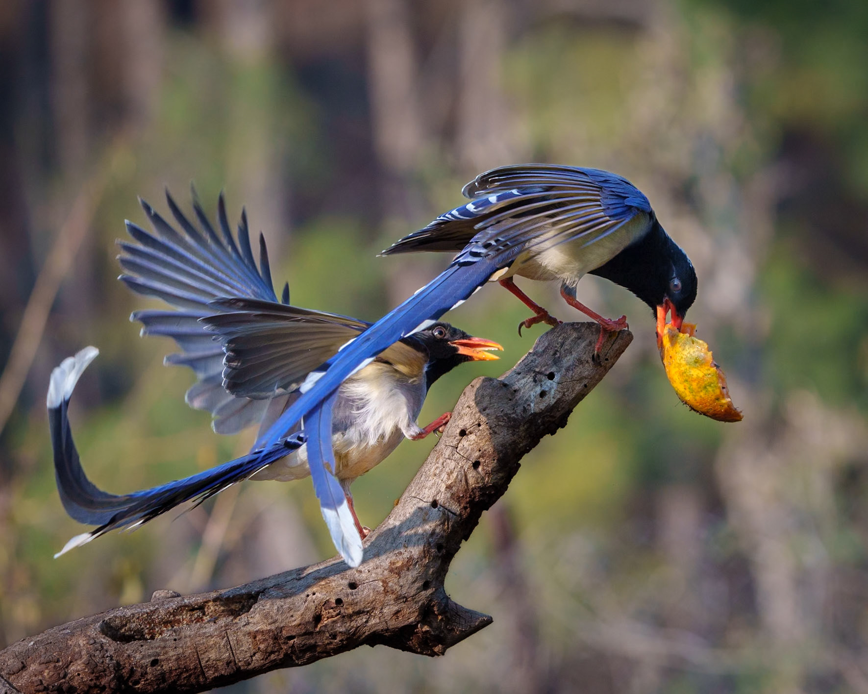 Red Billed Blue Magpie