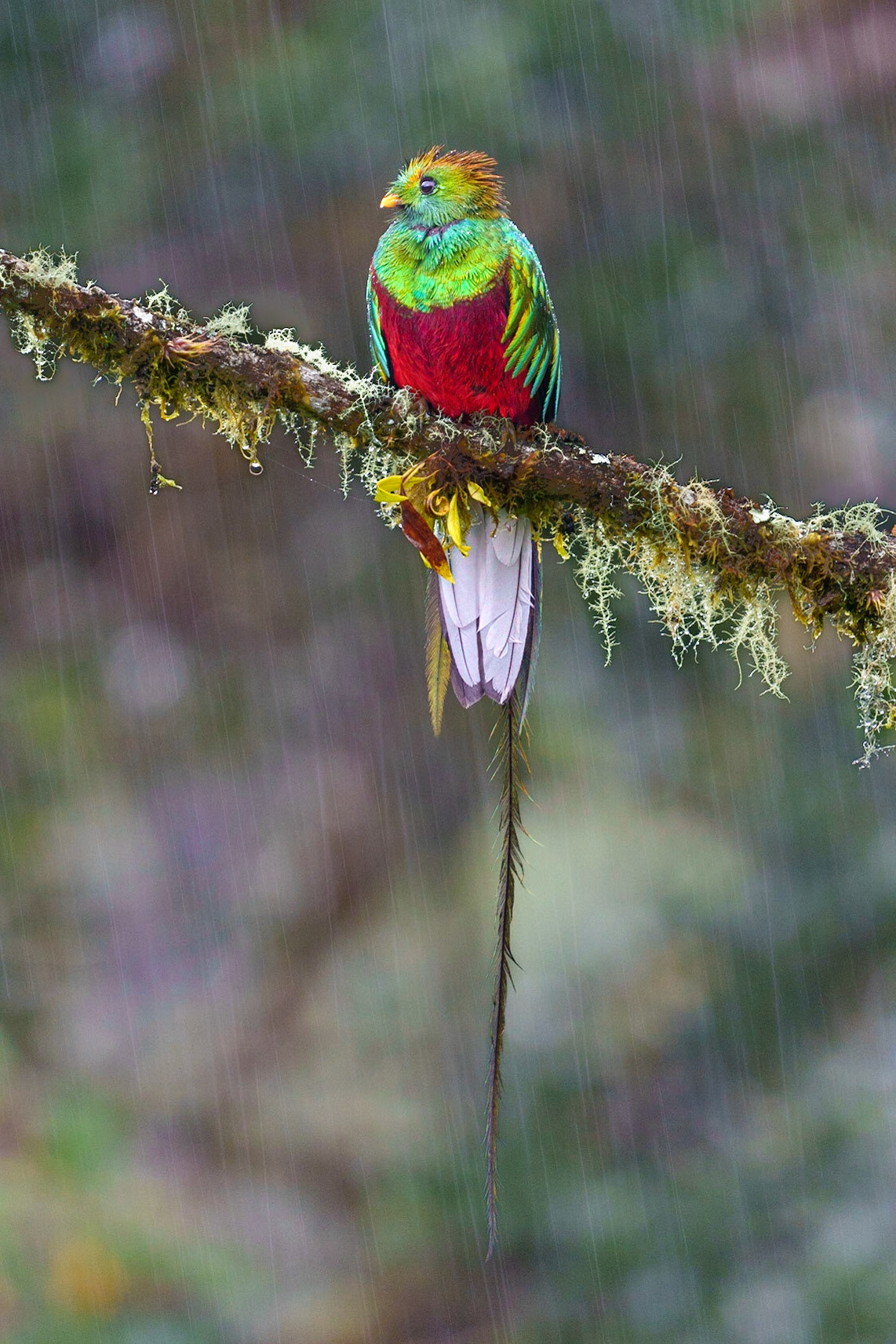 Rain King