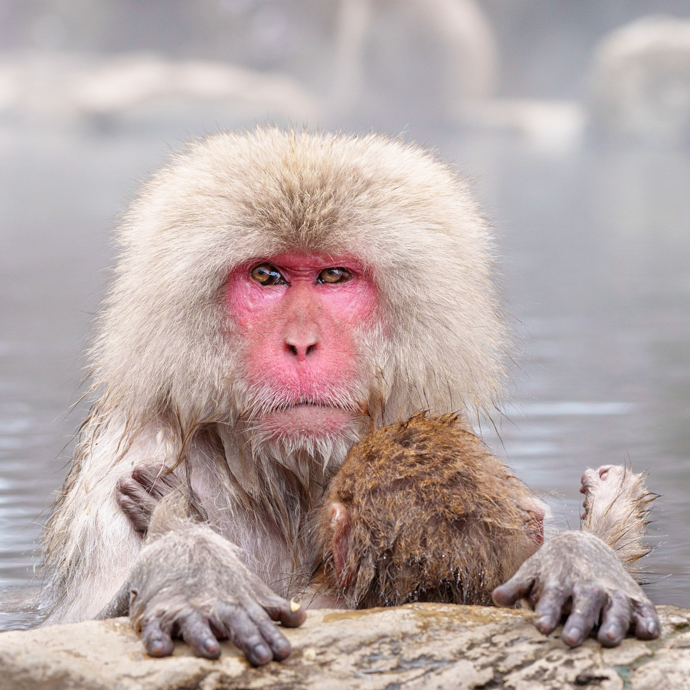 Protective Mother