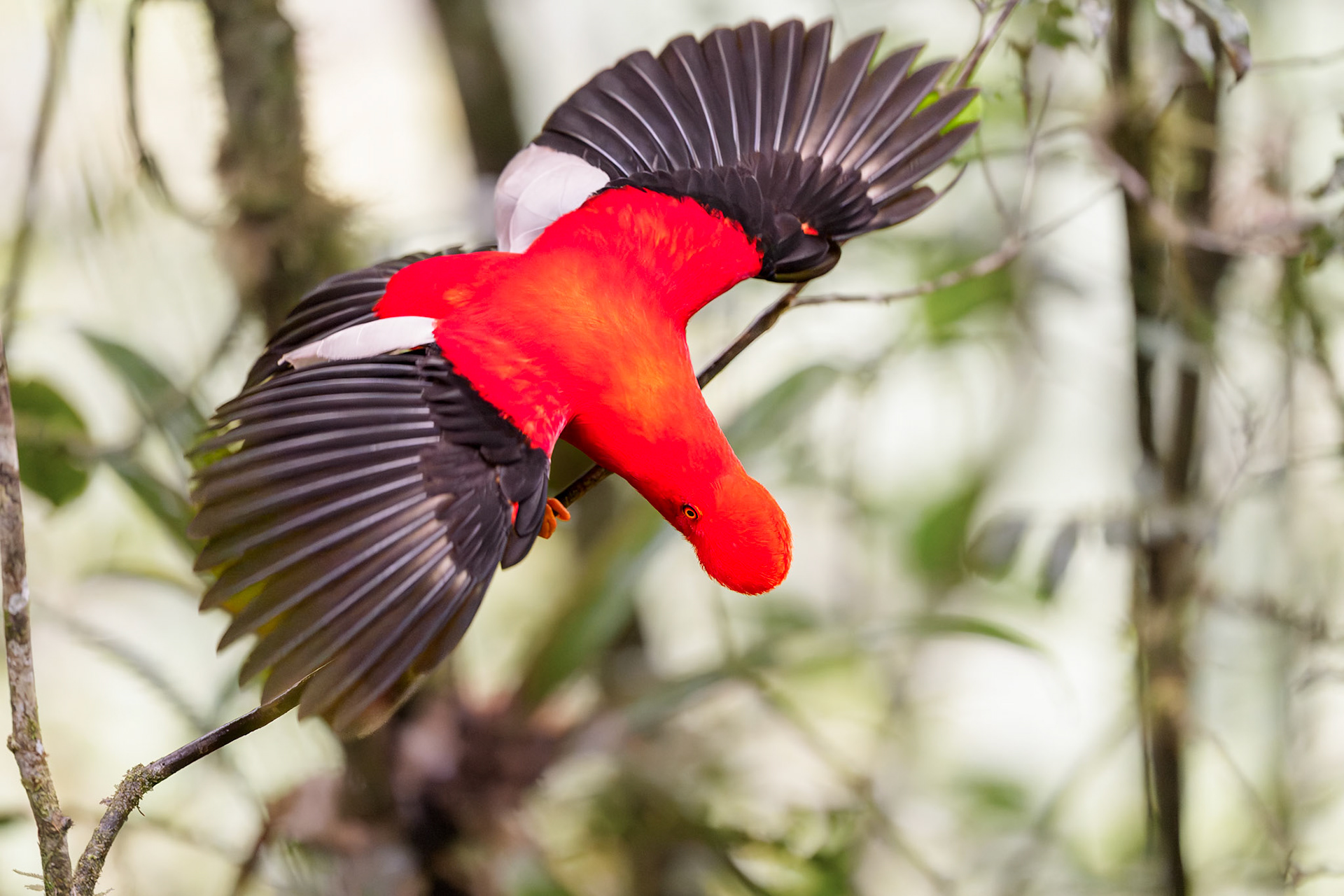 Andean Cock of the Rock