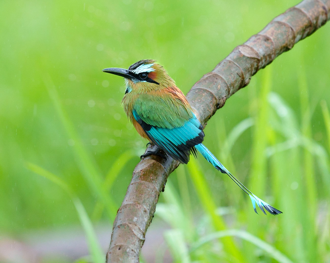 Turquoise-browned Motmot