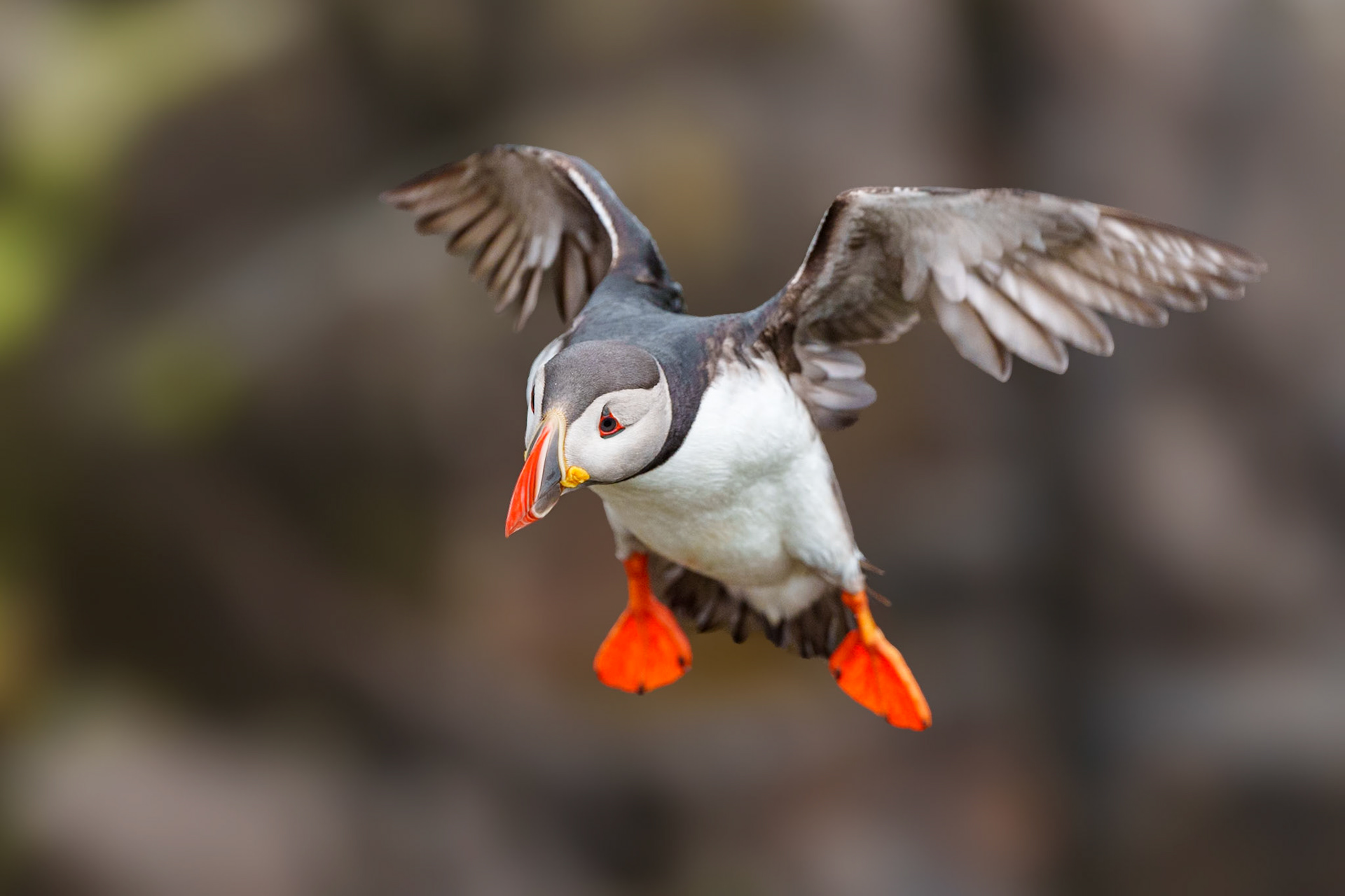 Atlantic Puffin