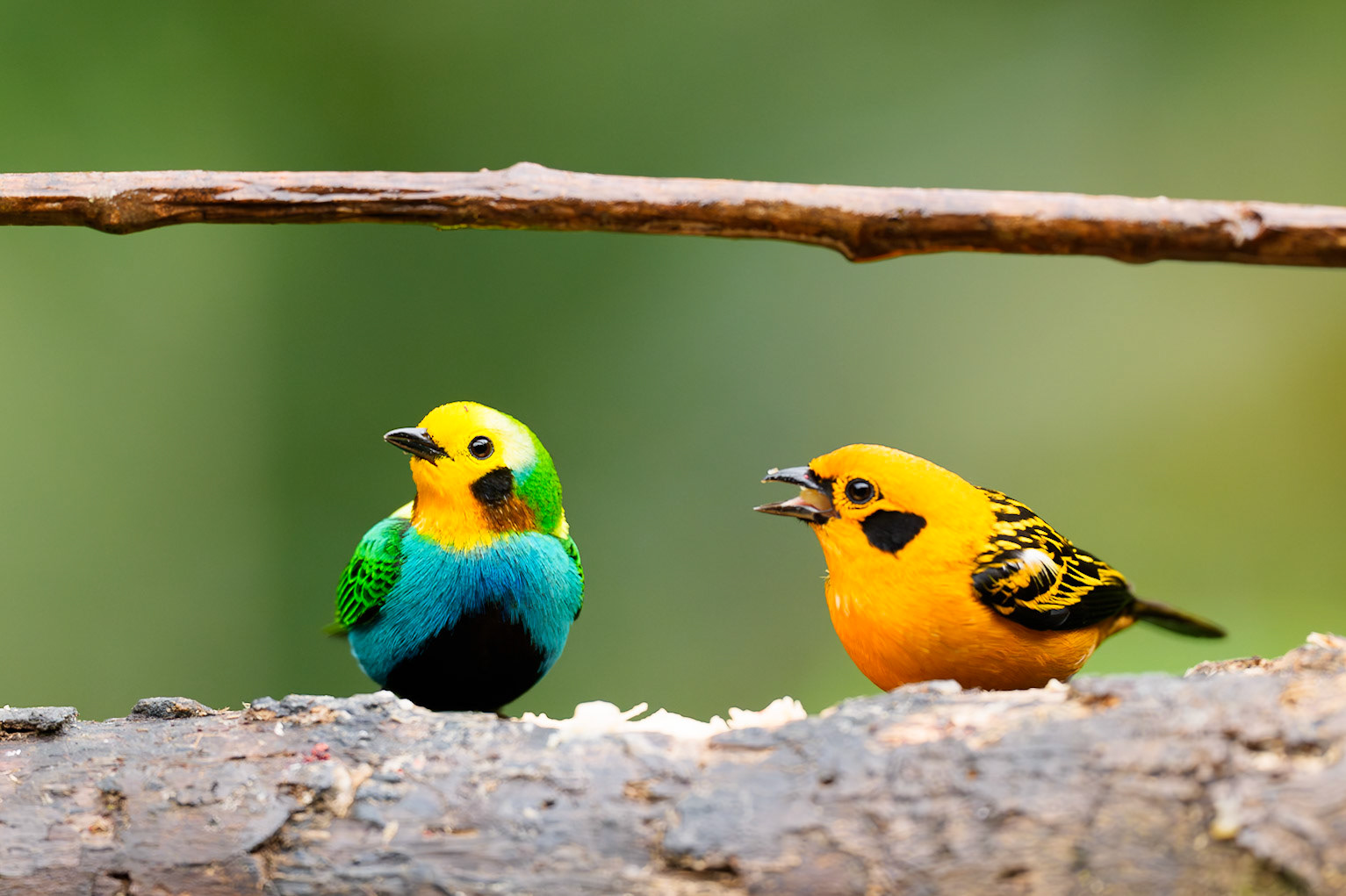 Conversation in Color