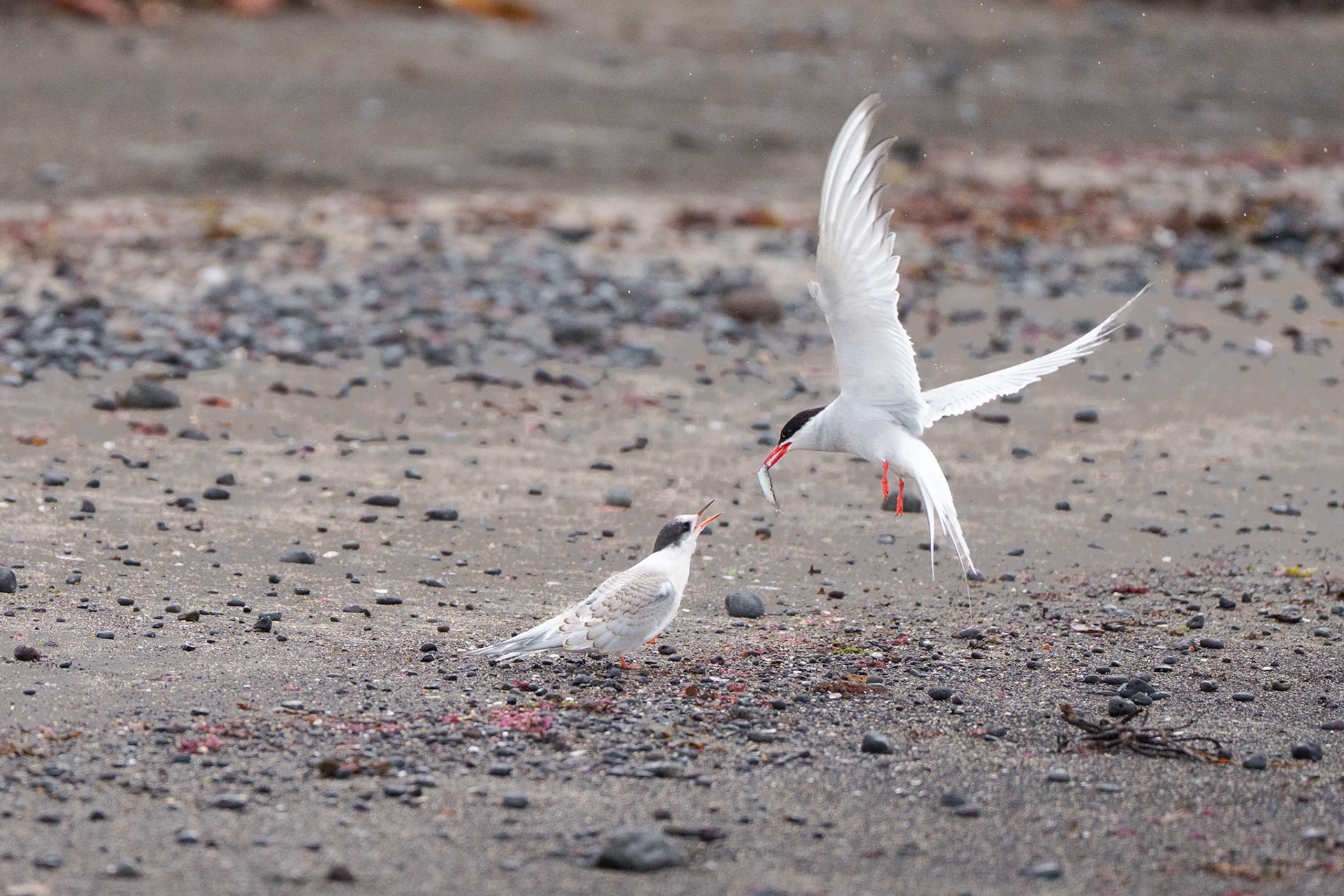 Arctic Tern