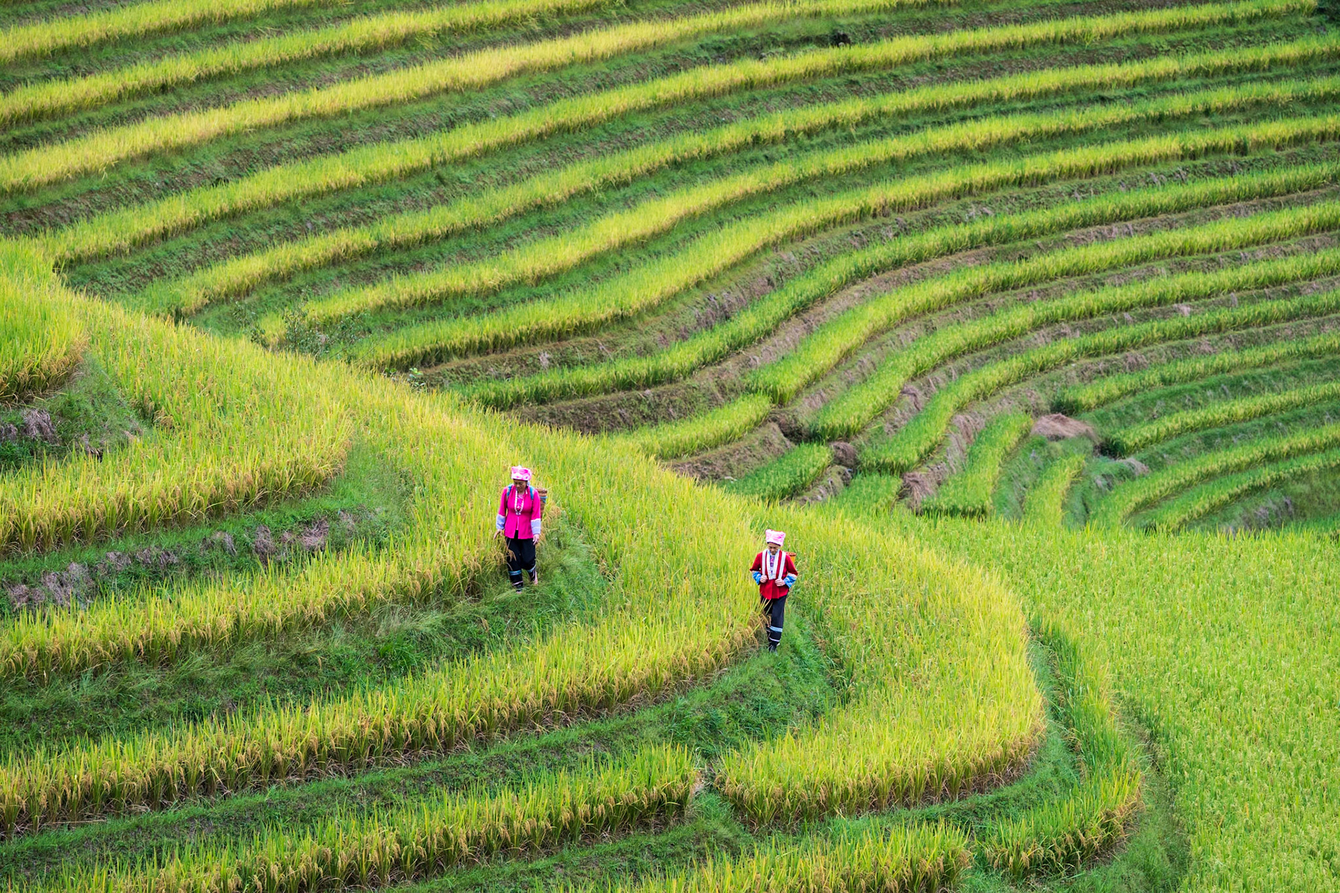 Harvest Lines