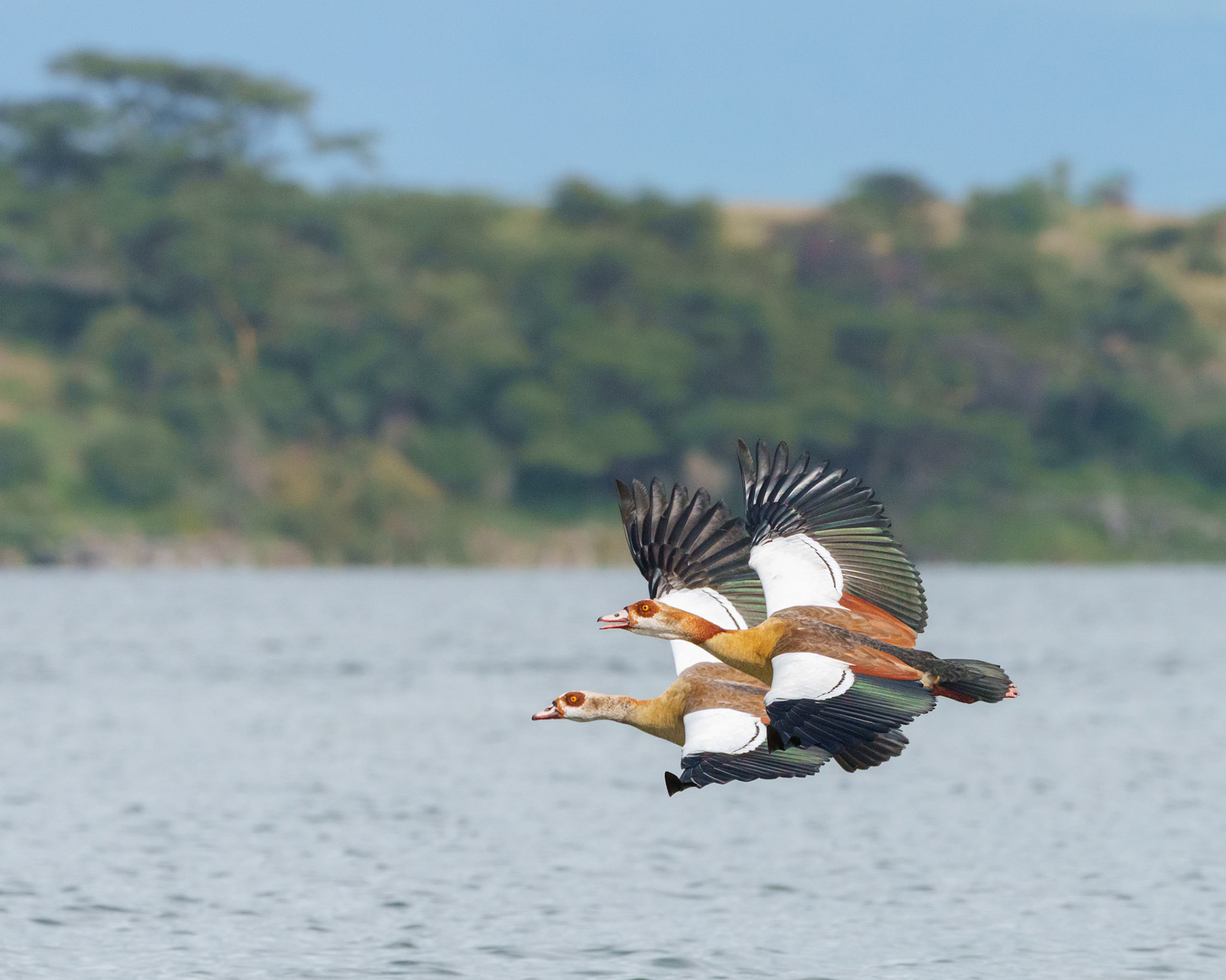 Egyptian Goose