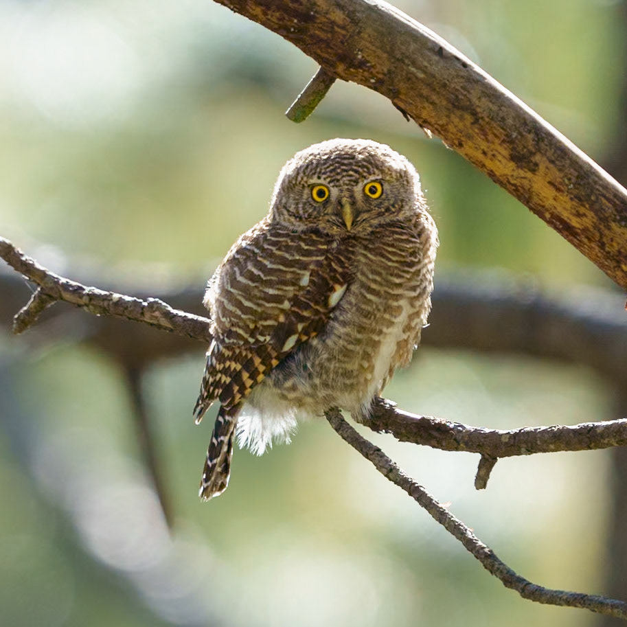 Asian Barred Owl