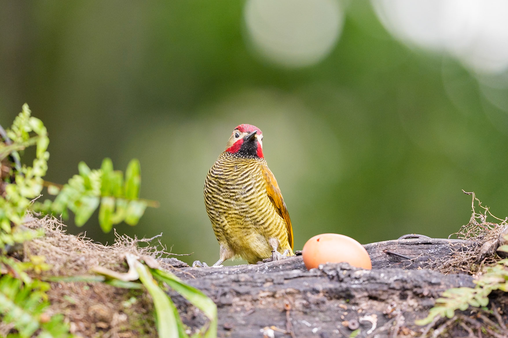 Golner-Olive Woodpecker