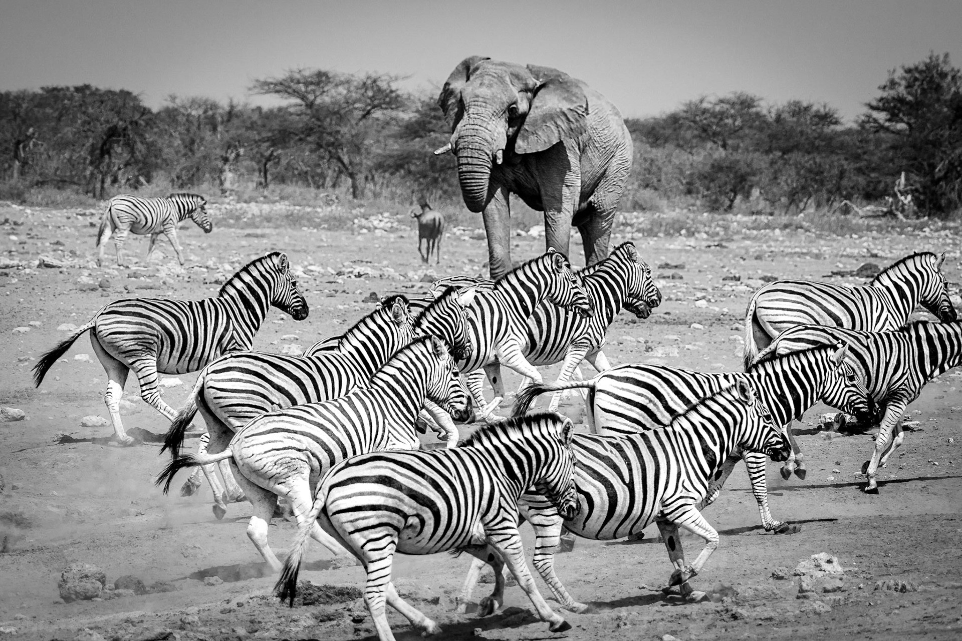 Zebra and Elephant