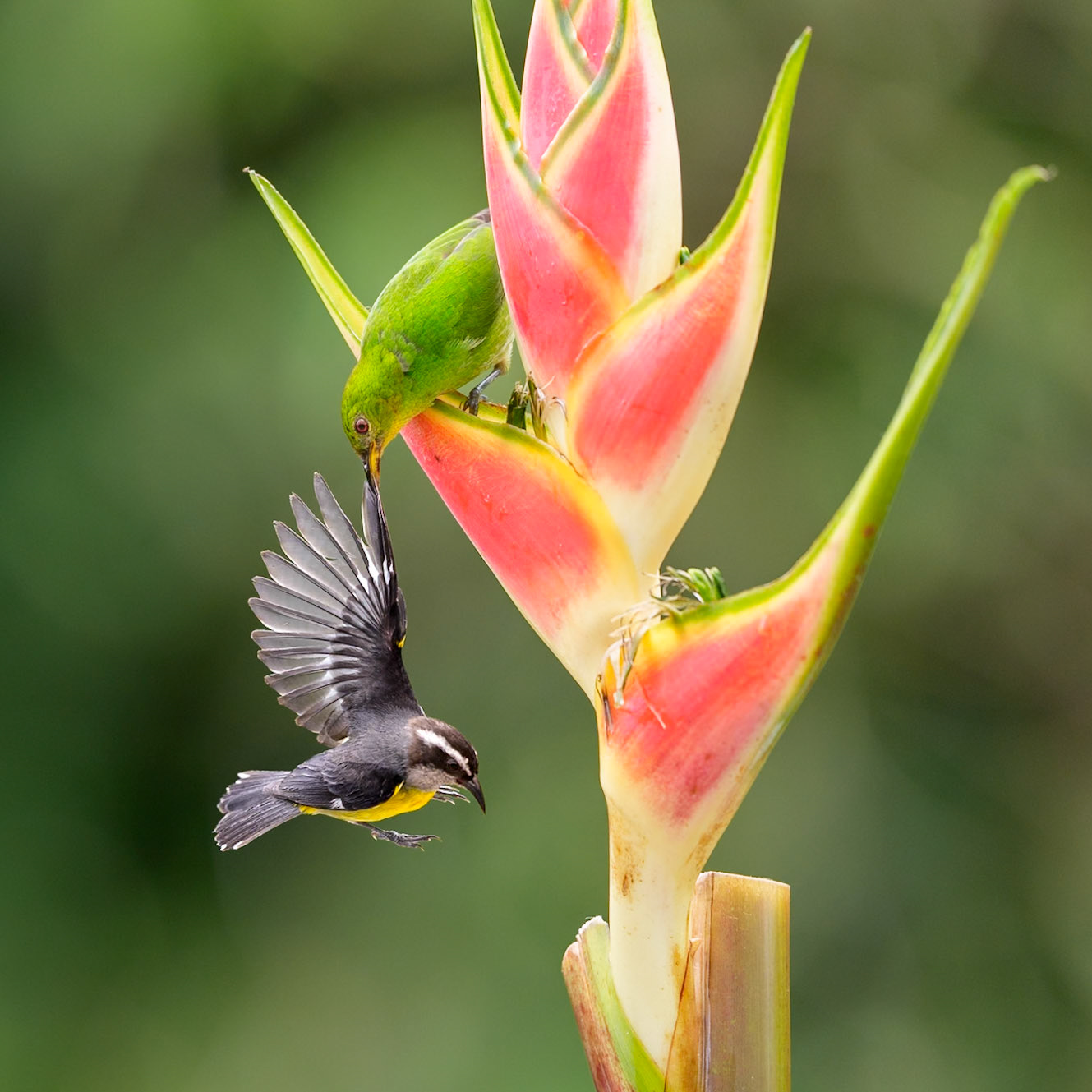 Green Honeycreepr and Great Kskadee