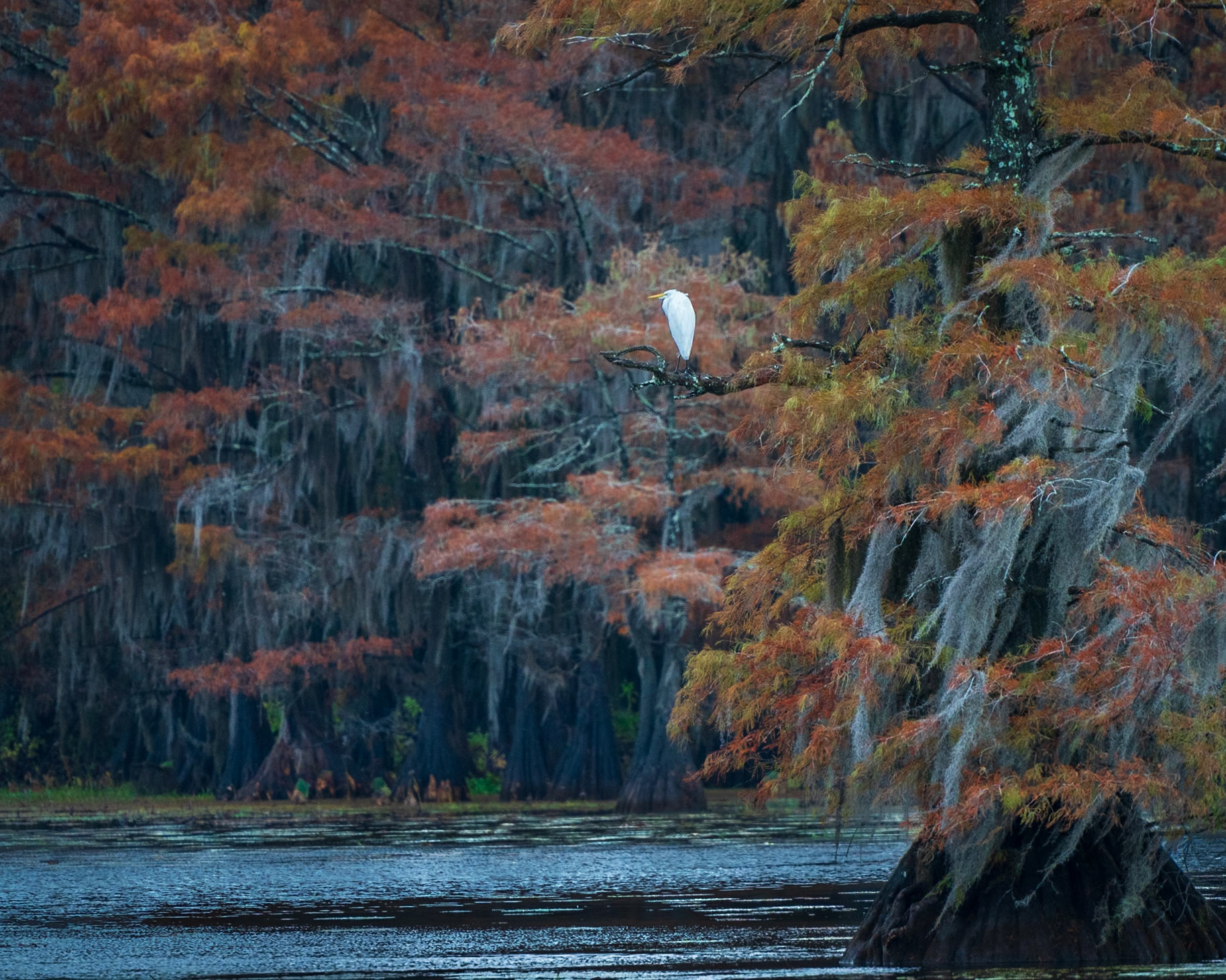 Egret with Fall Colors
