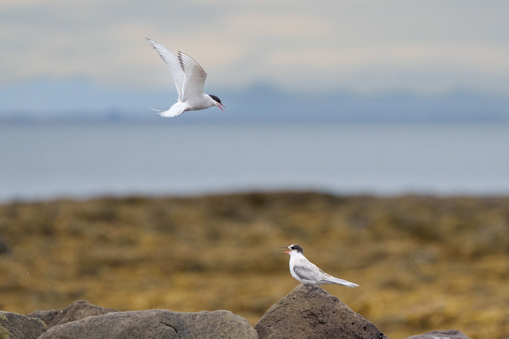 Arctic Tern