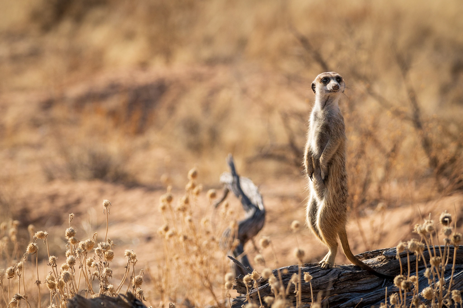 Meerkat
