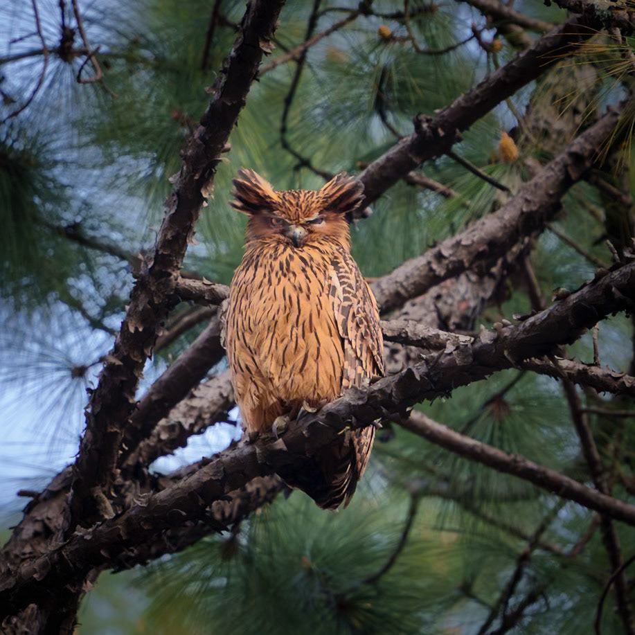 Tawny Fish Owl