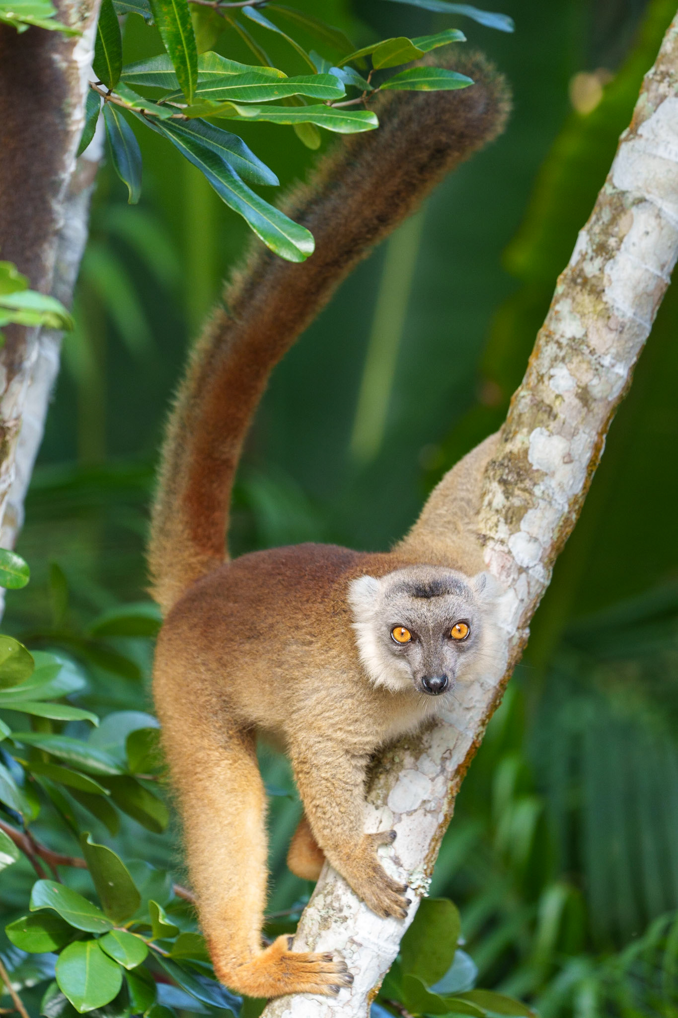 White Fronted Brown Lemur or Grey Headed Lemur