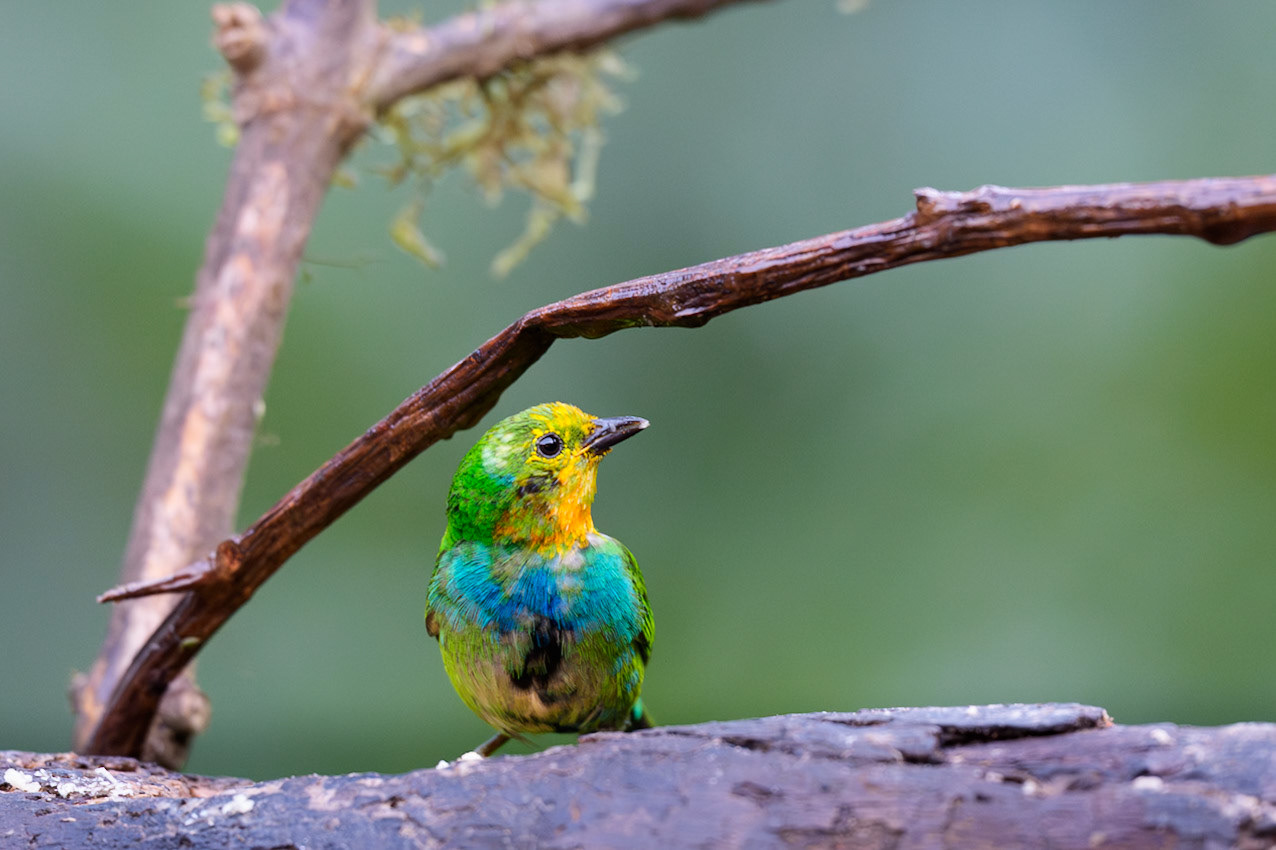 Green Honeycreeper