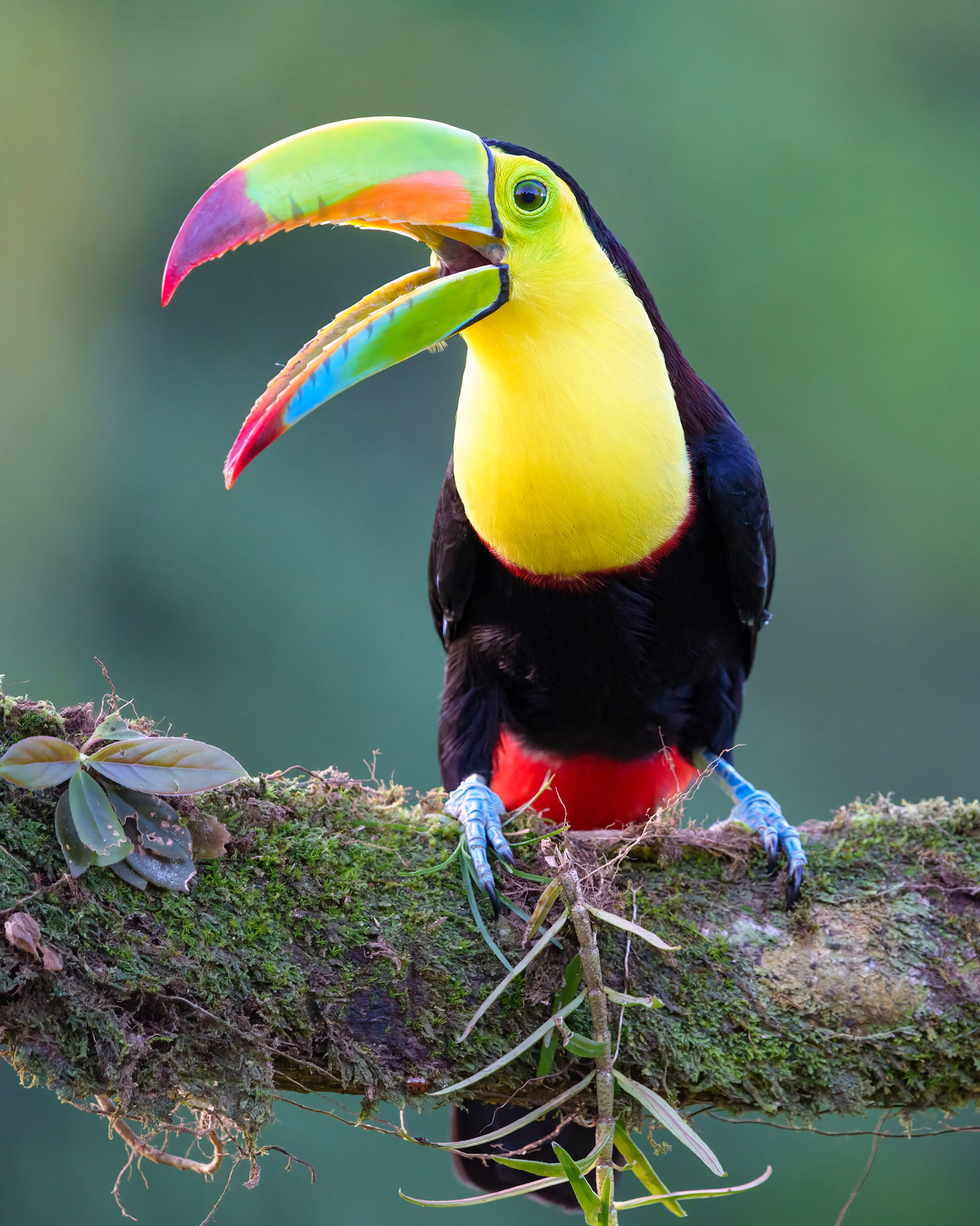 Keel-Billed Toucan