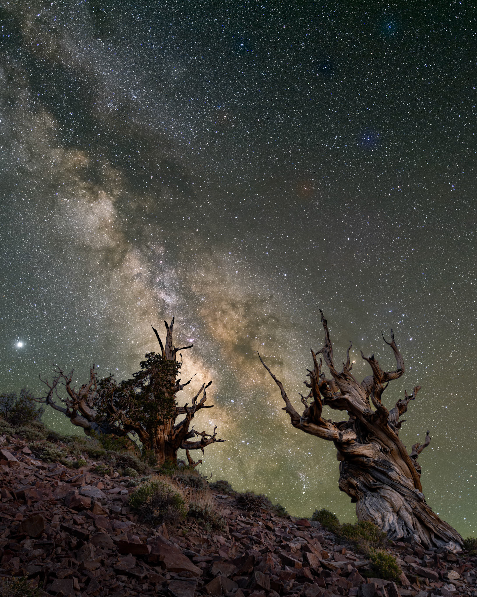 Ancient Bristlecones and Milky Way