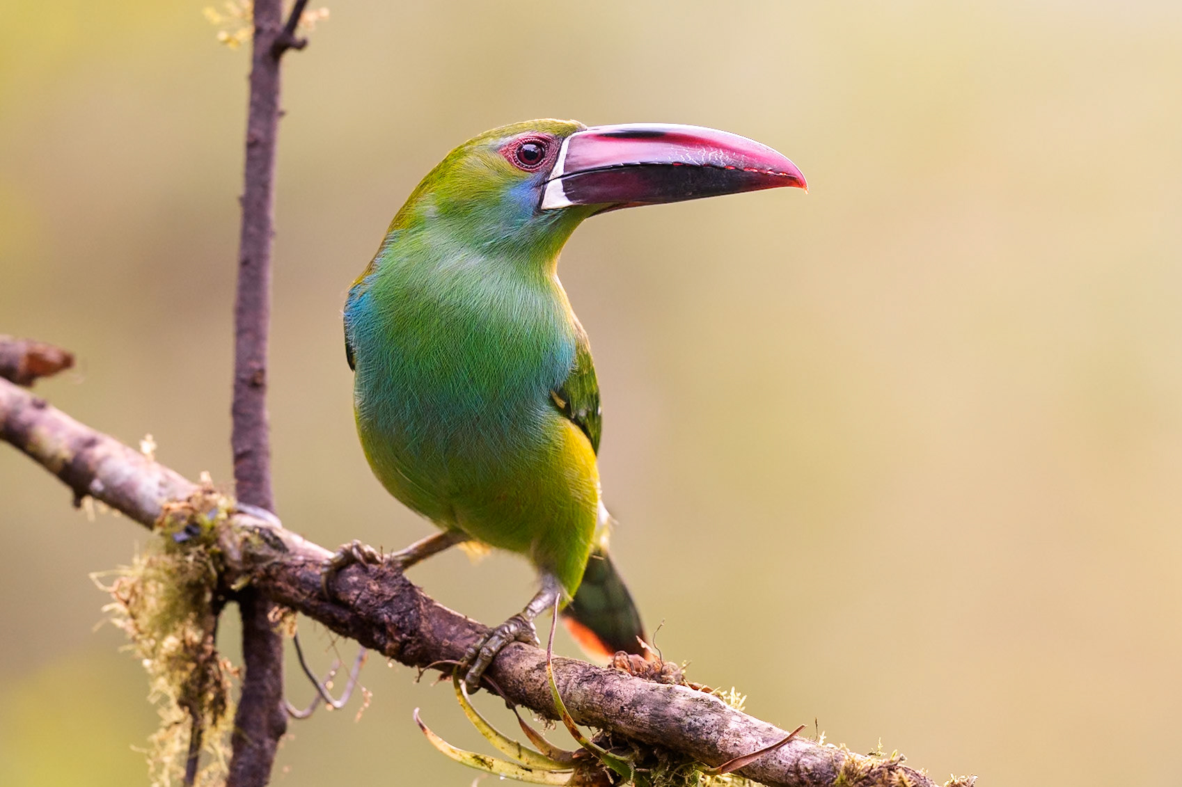 Crimson-rumped toucanet