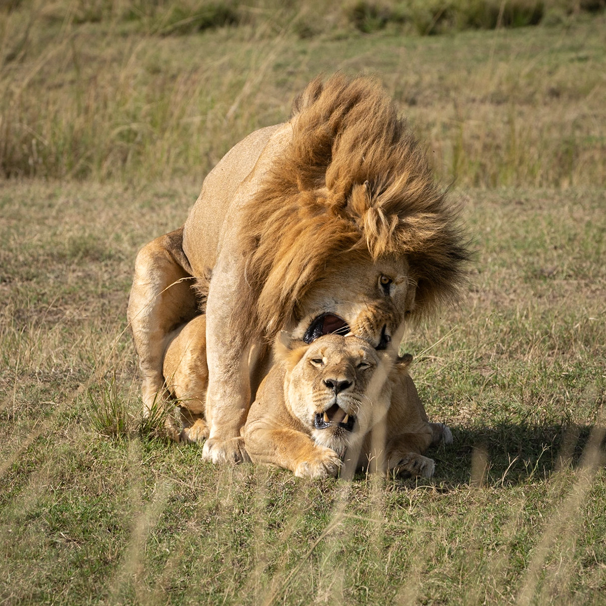 The Courtship