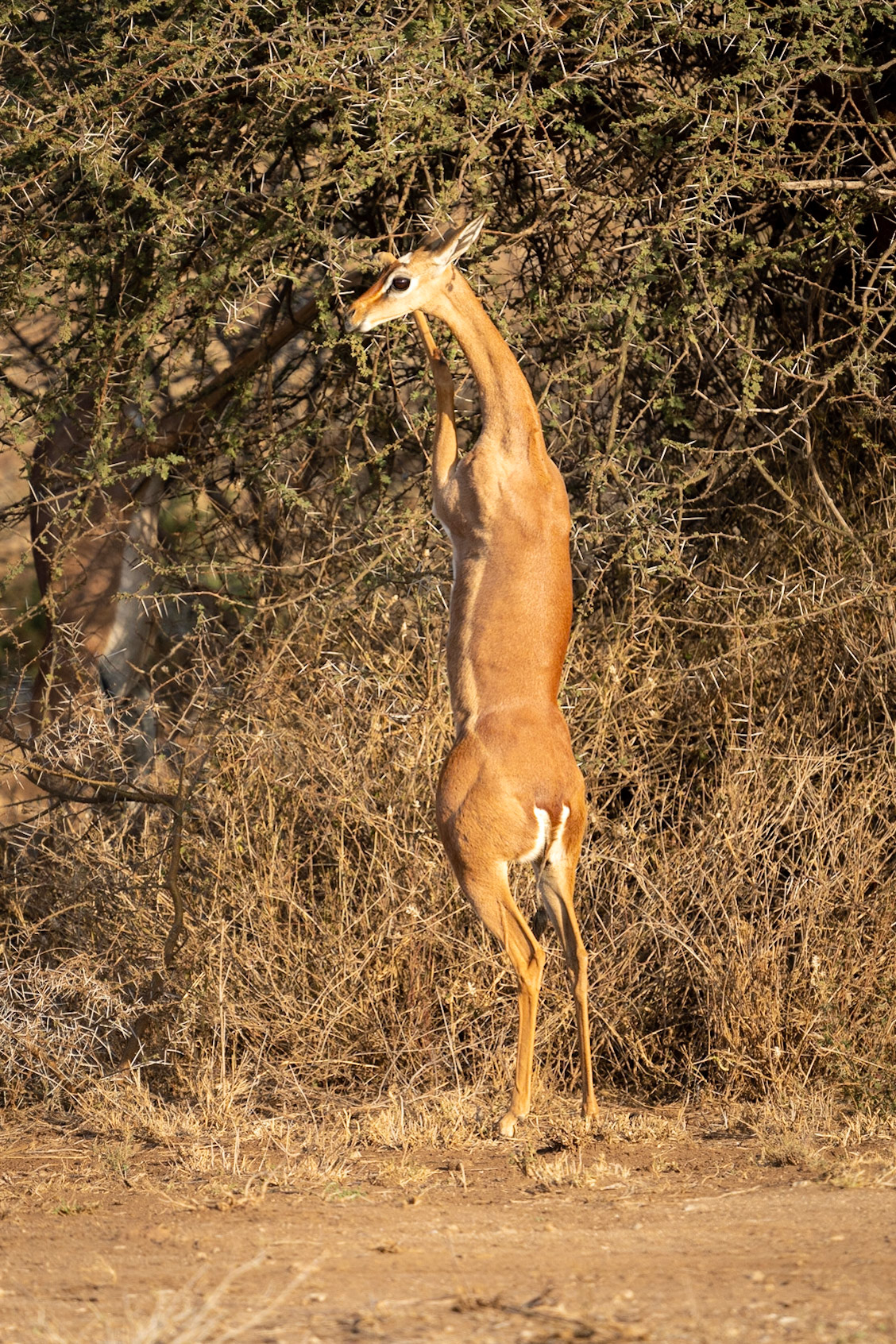 Gerenuk Dining